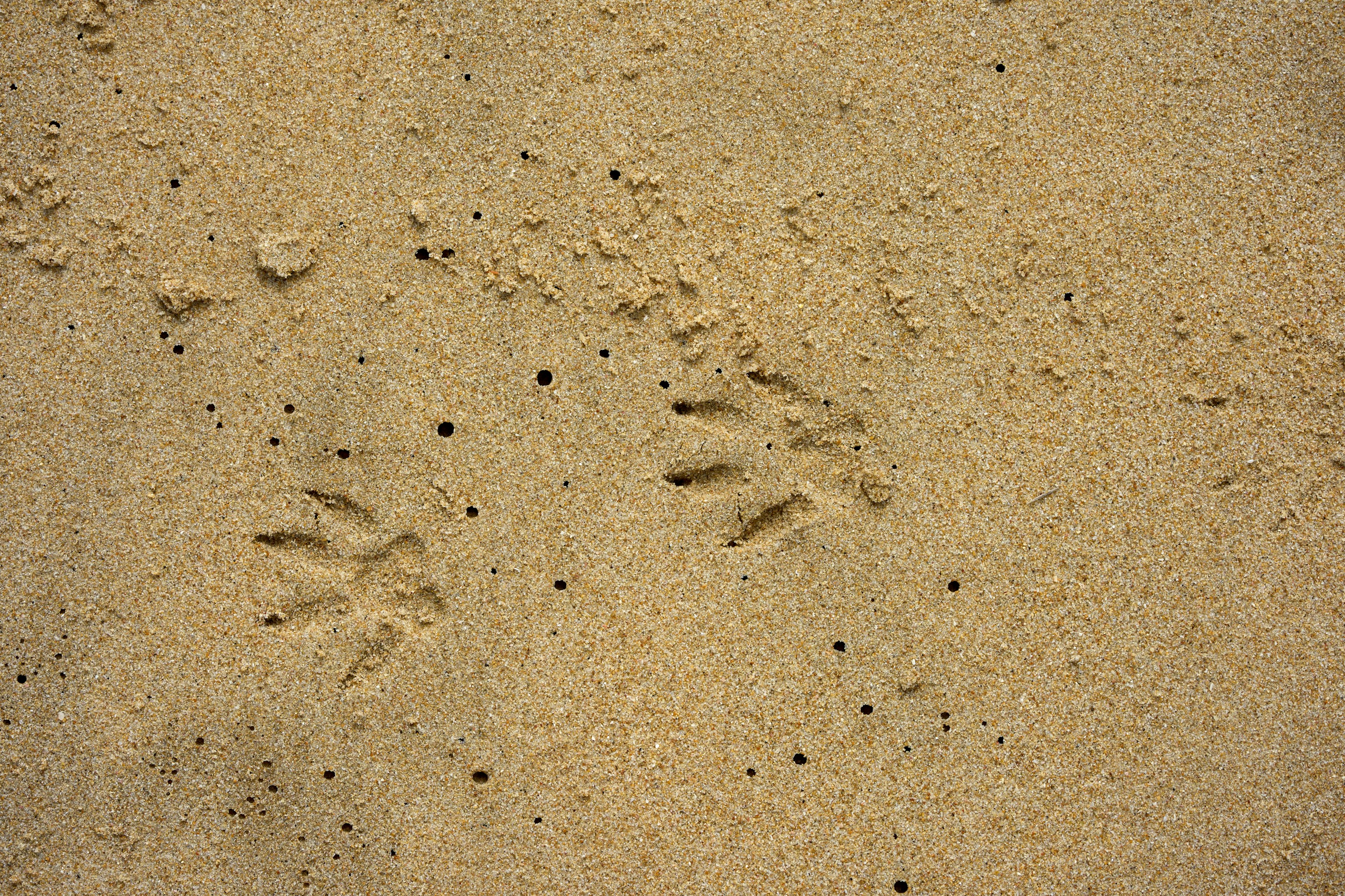 Animal tracks on the ground