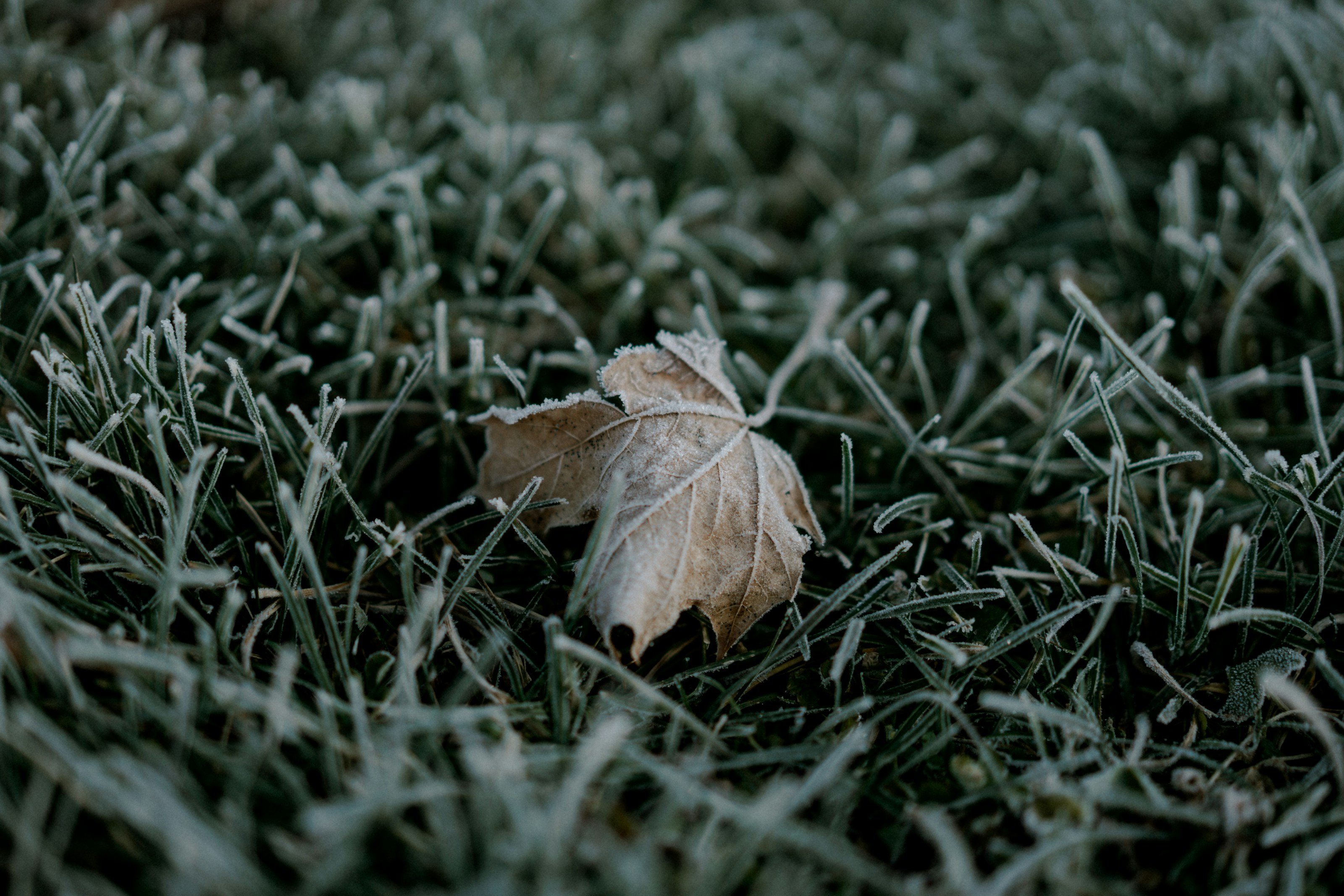 Frost on winter grass