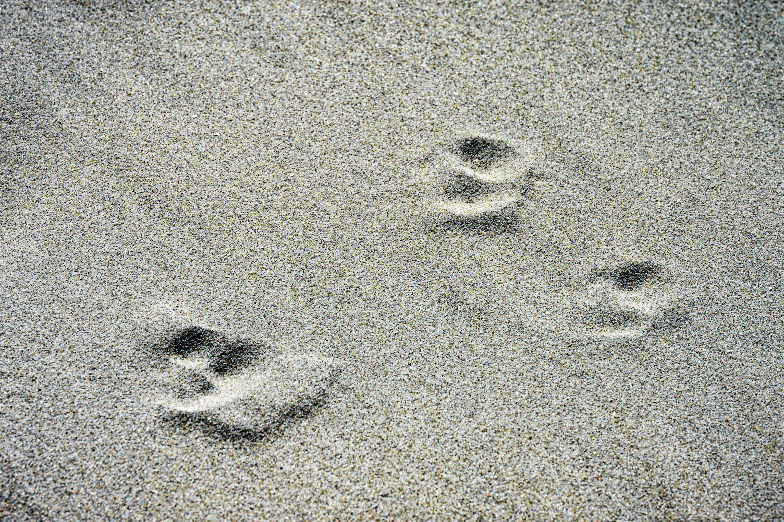 Animal tracks on the ground