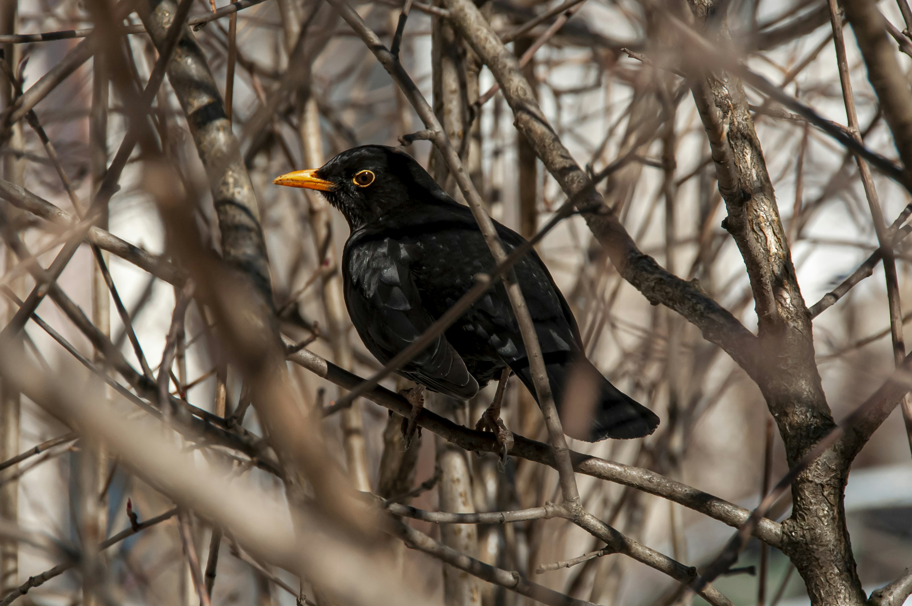 A common blackbird perched outdoors