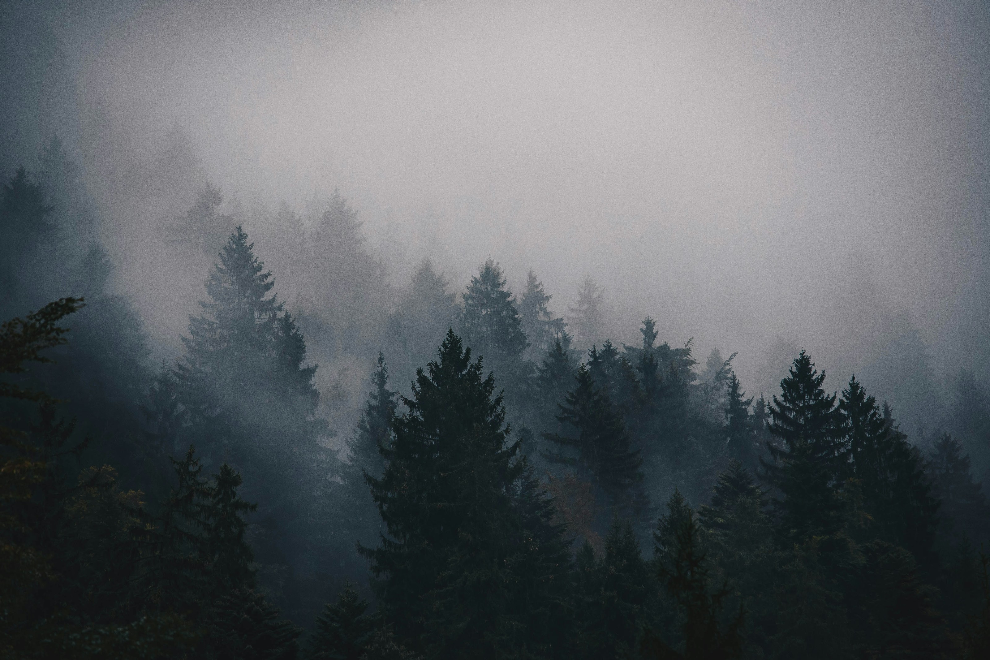 Tall conifer trees in woodland