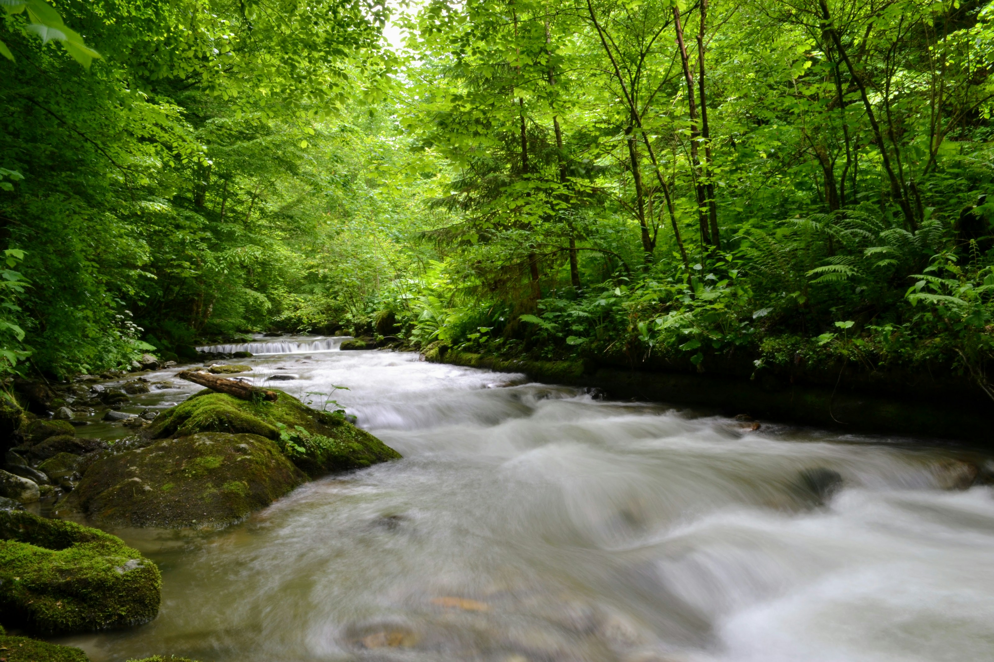A stream flowing through woodland