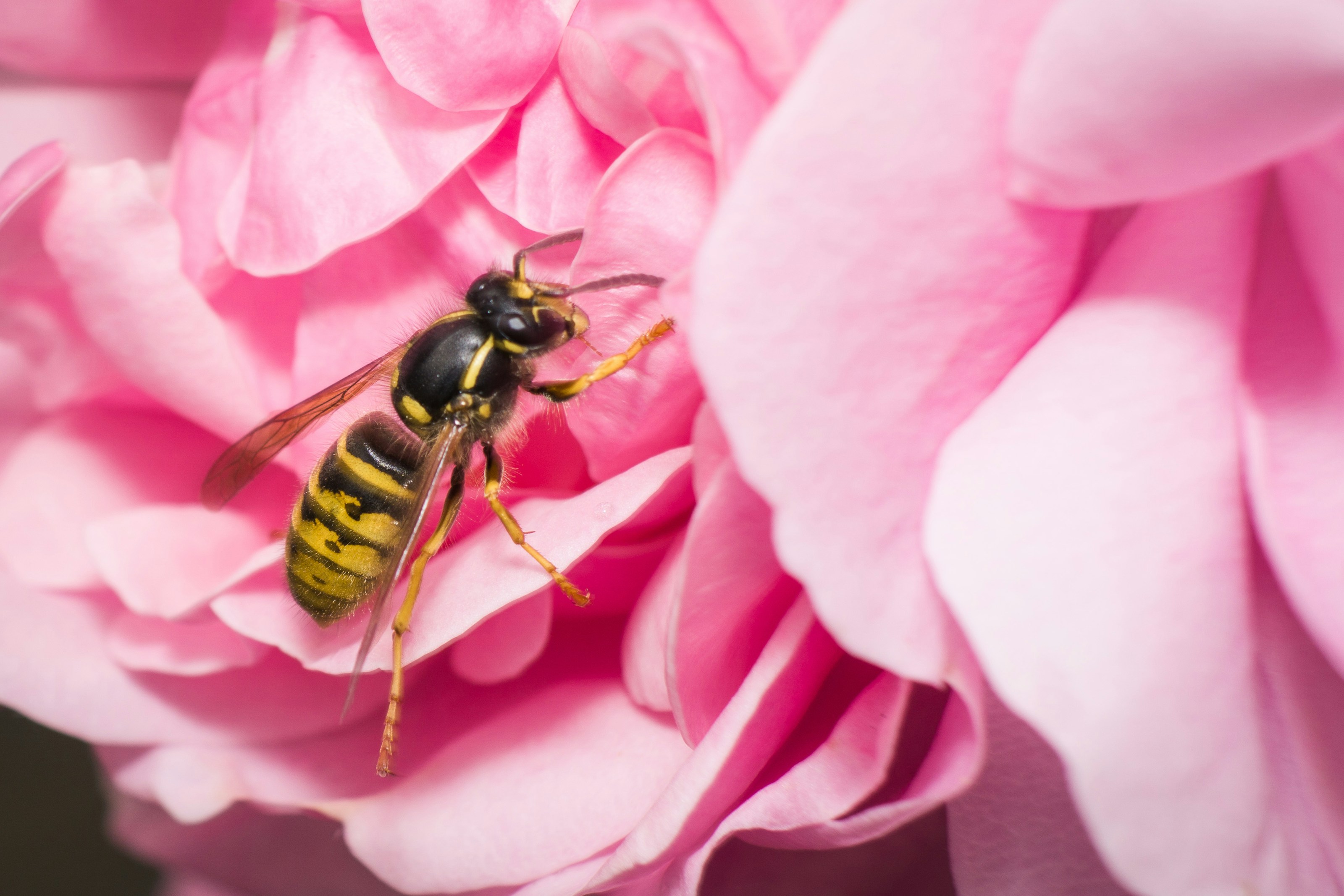 A wasp on a plant