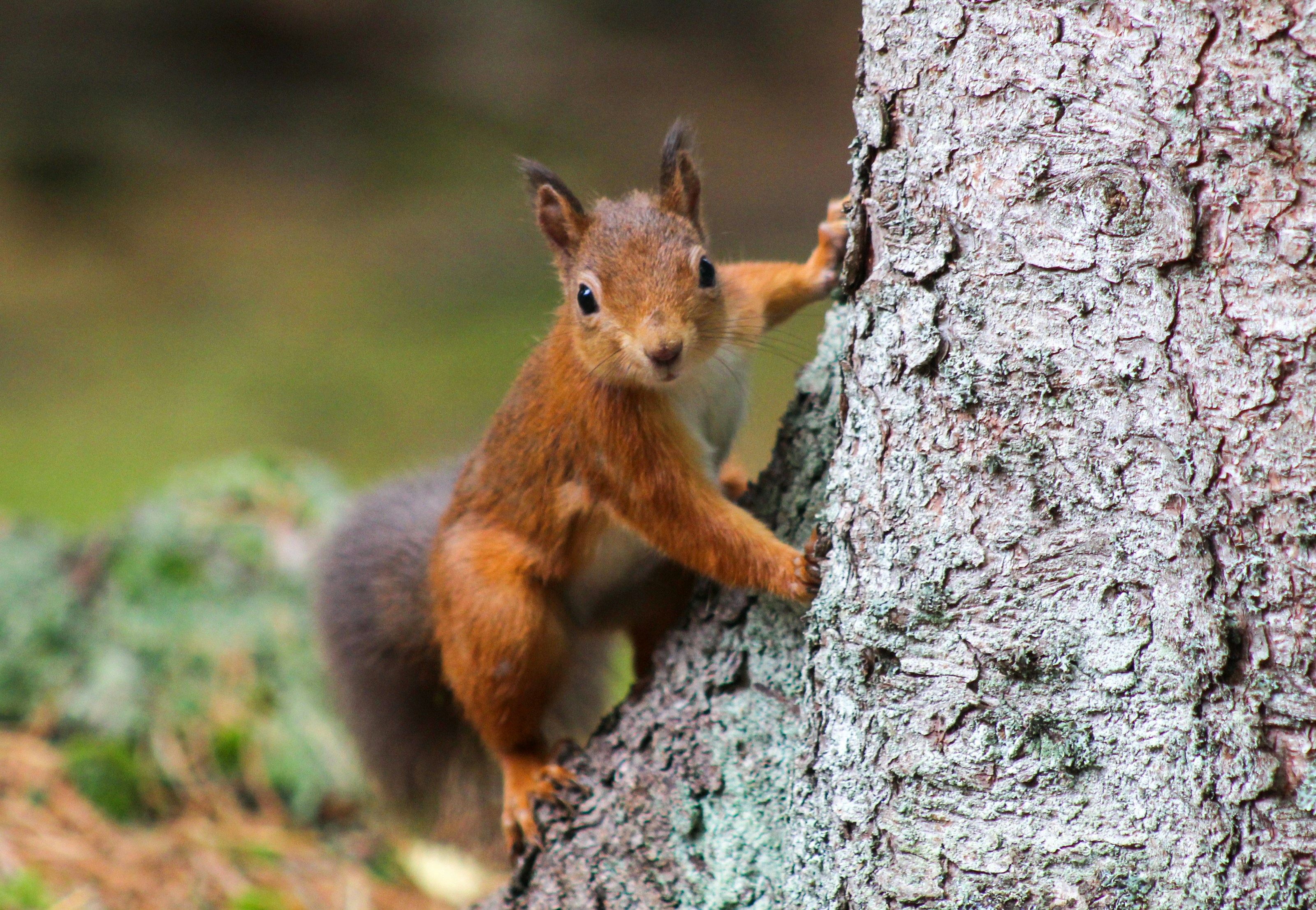 A red squirrel in woodland