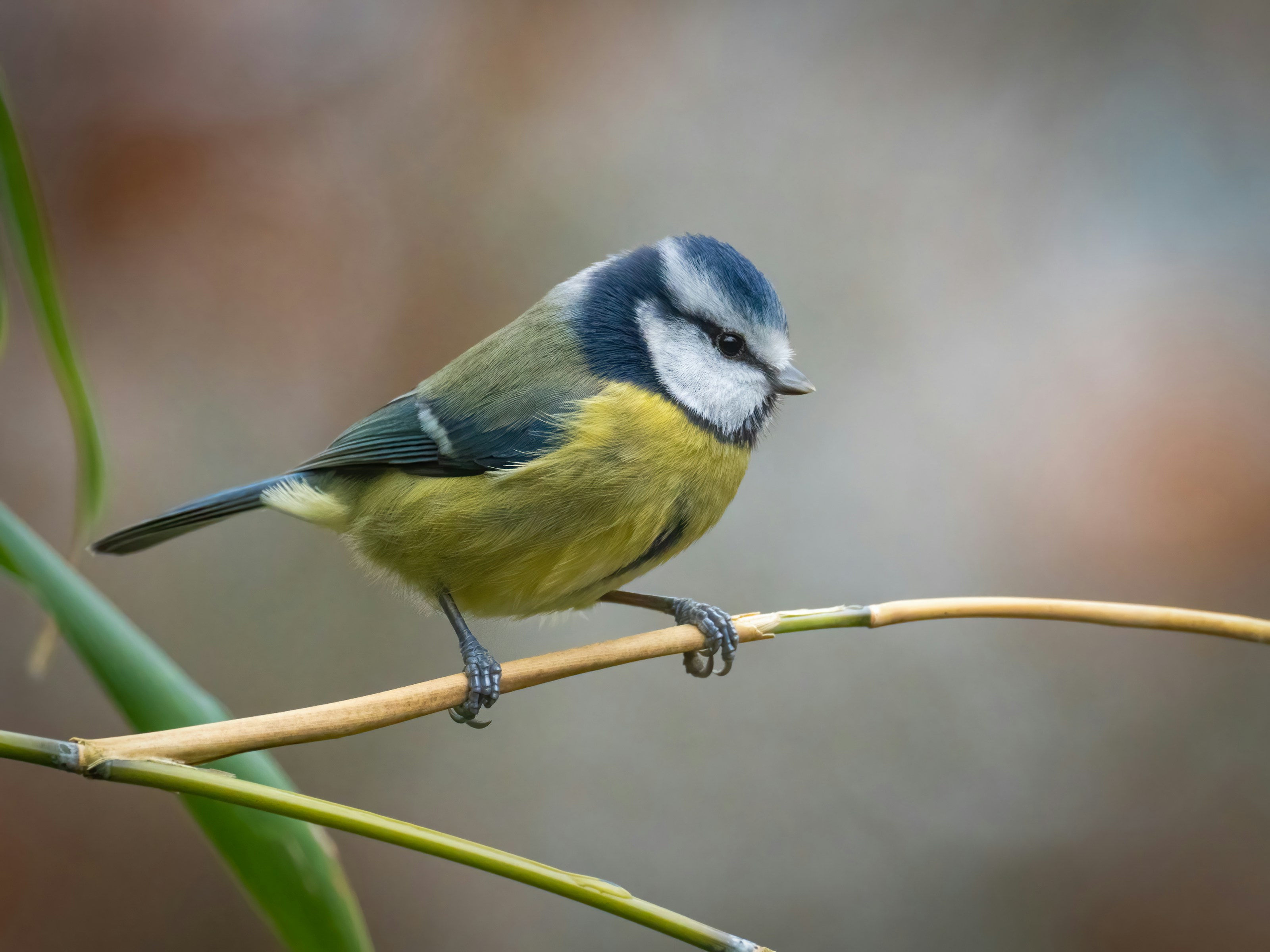 A blue tit perched on a branch