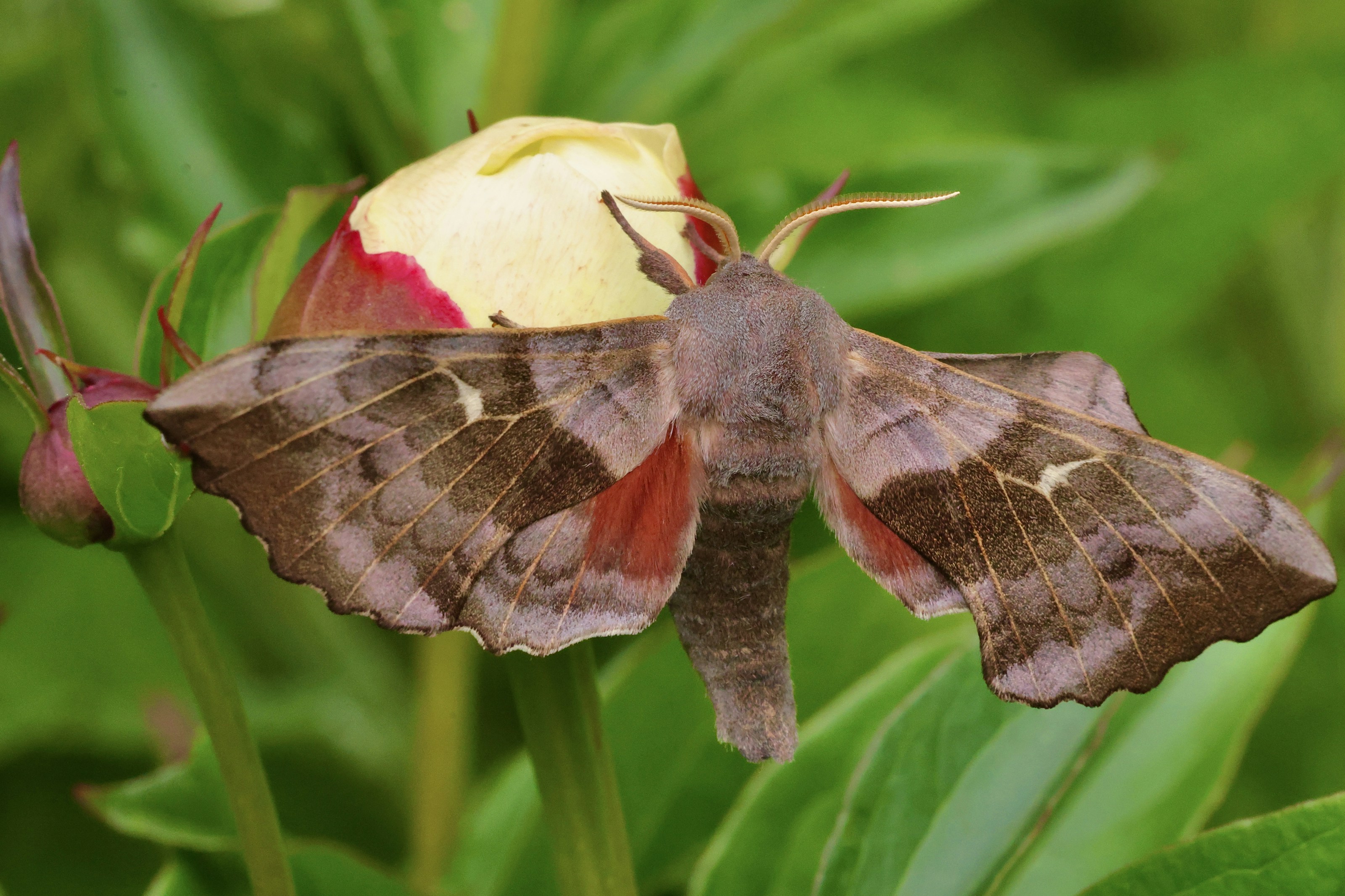 A poplar hawk moth at rest