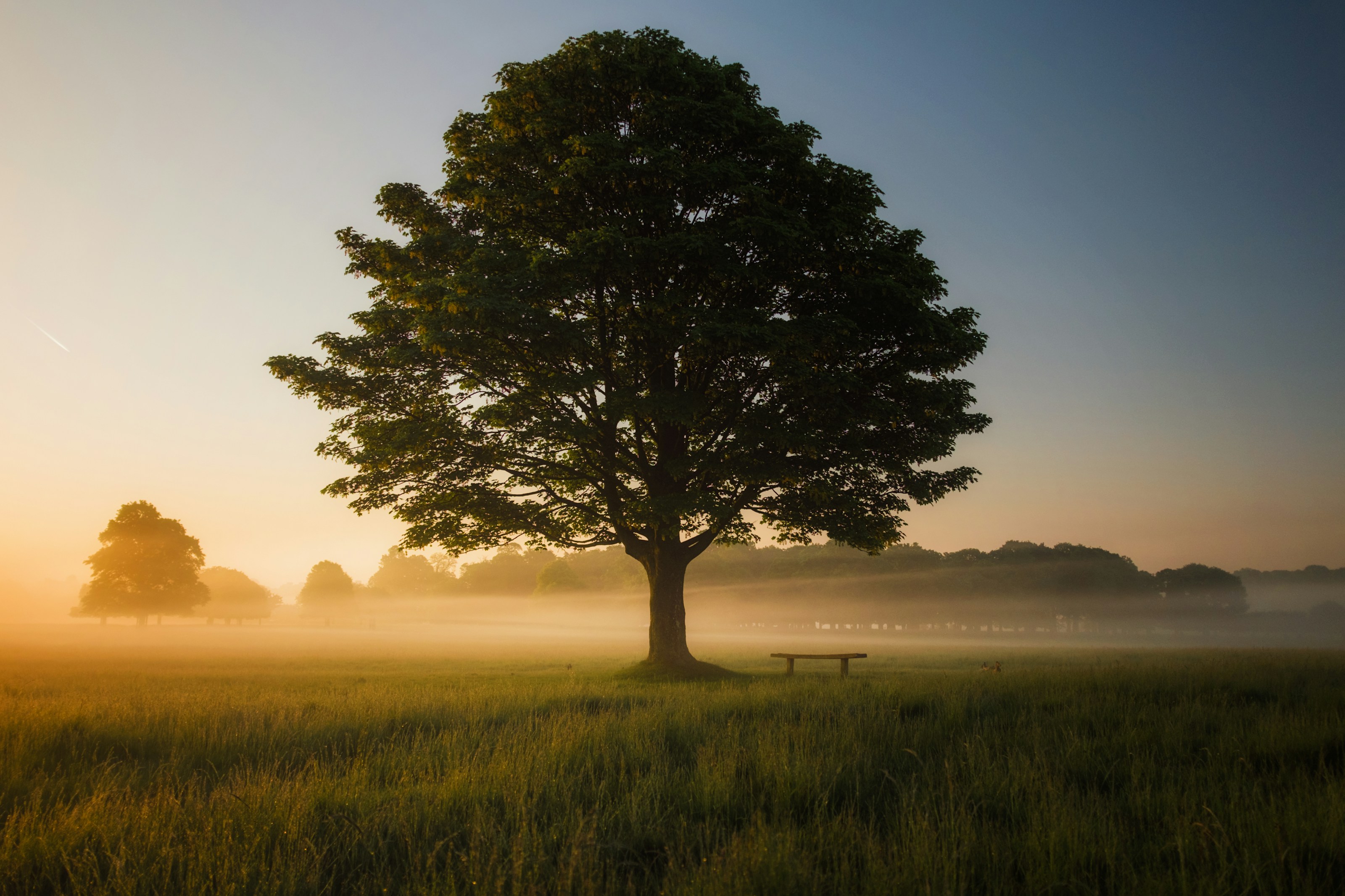 A mature tree in a green landscape