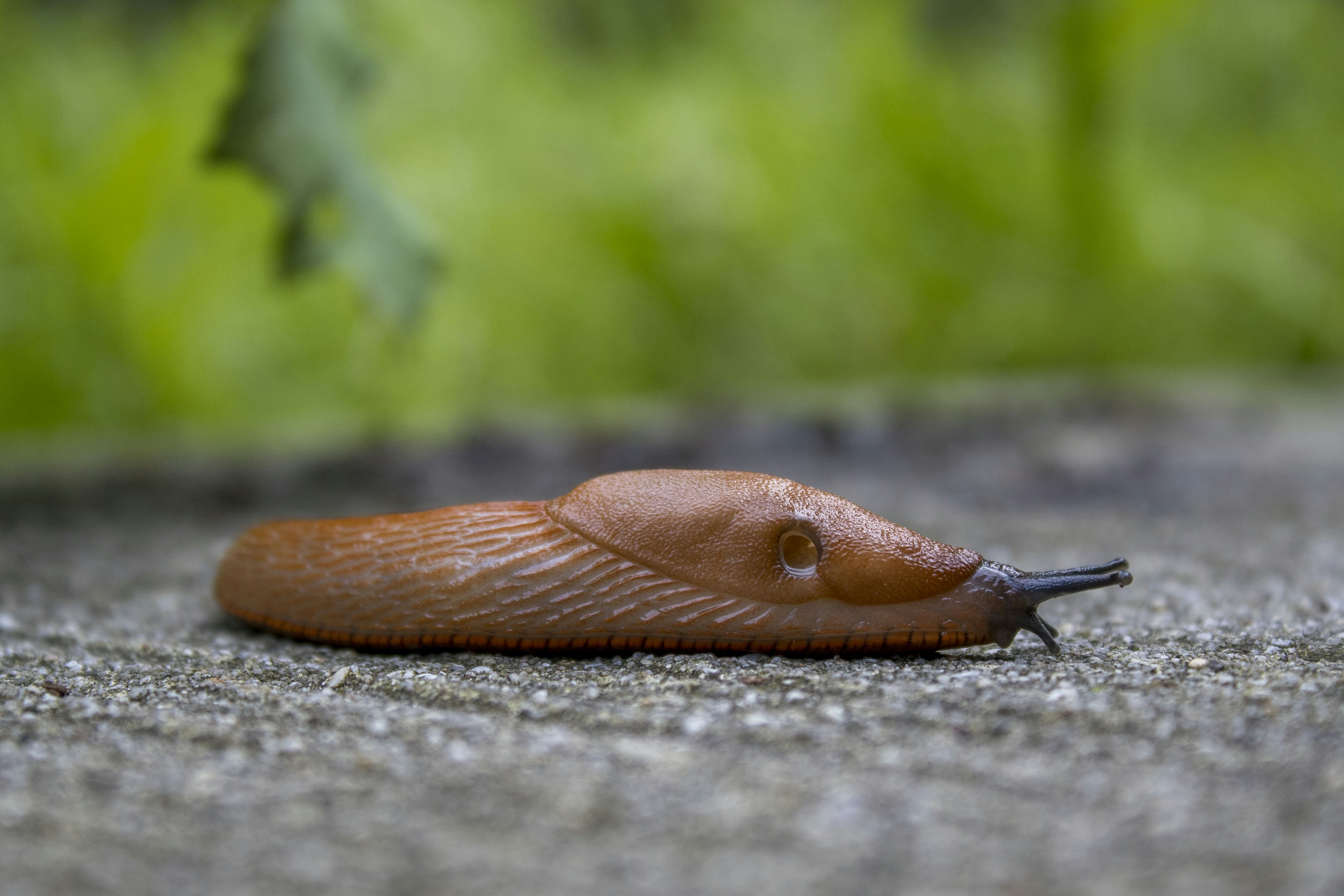 A slug on a damp natural surface