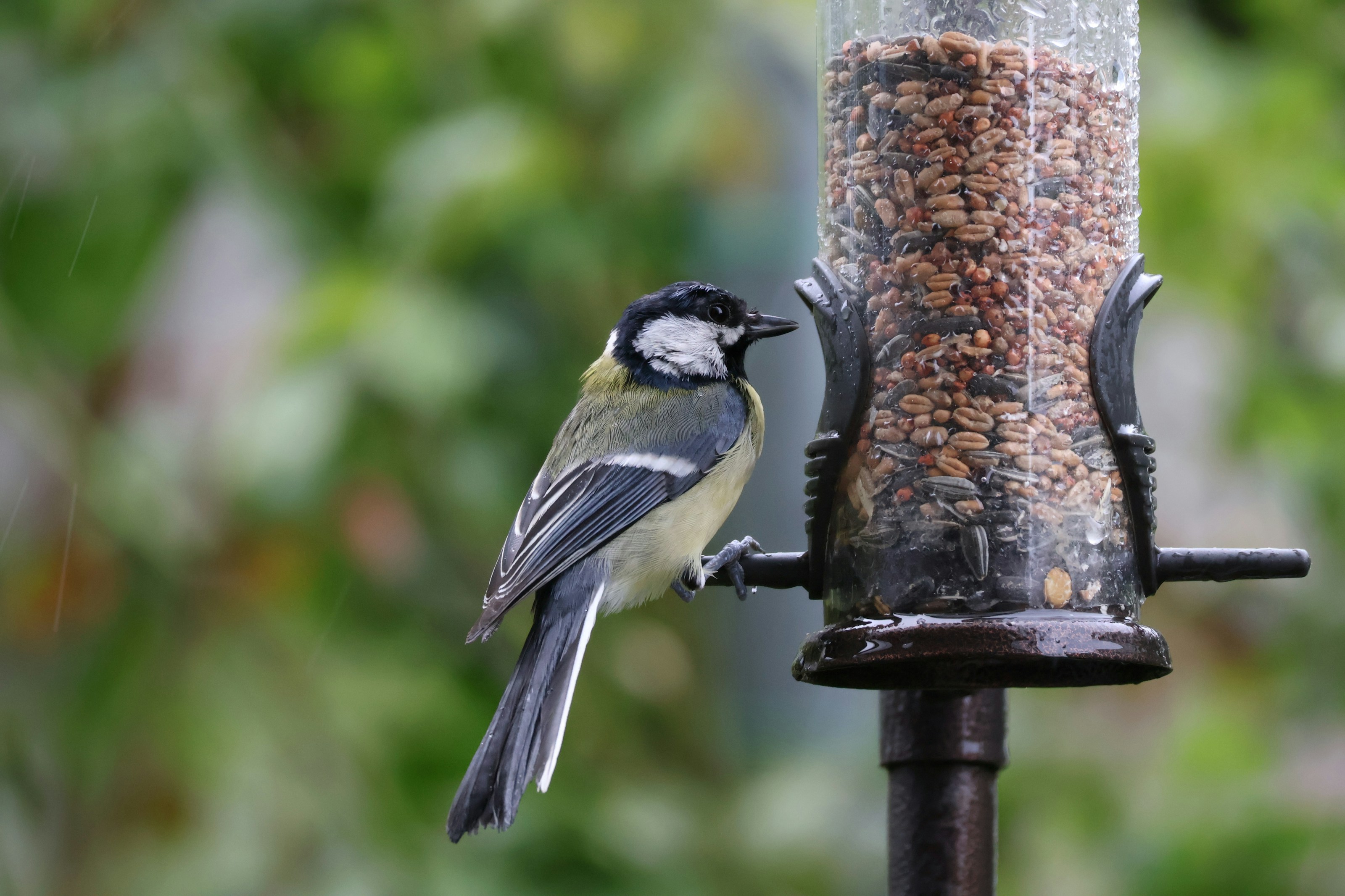 A bird feeding in a garden
