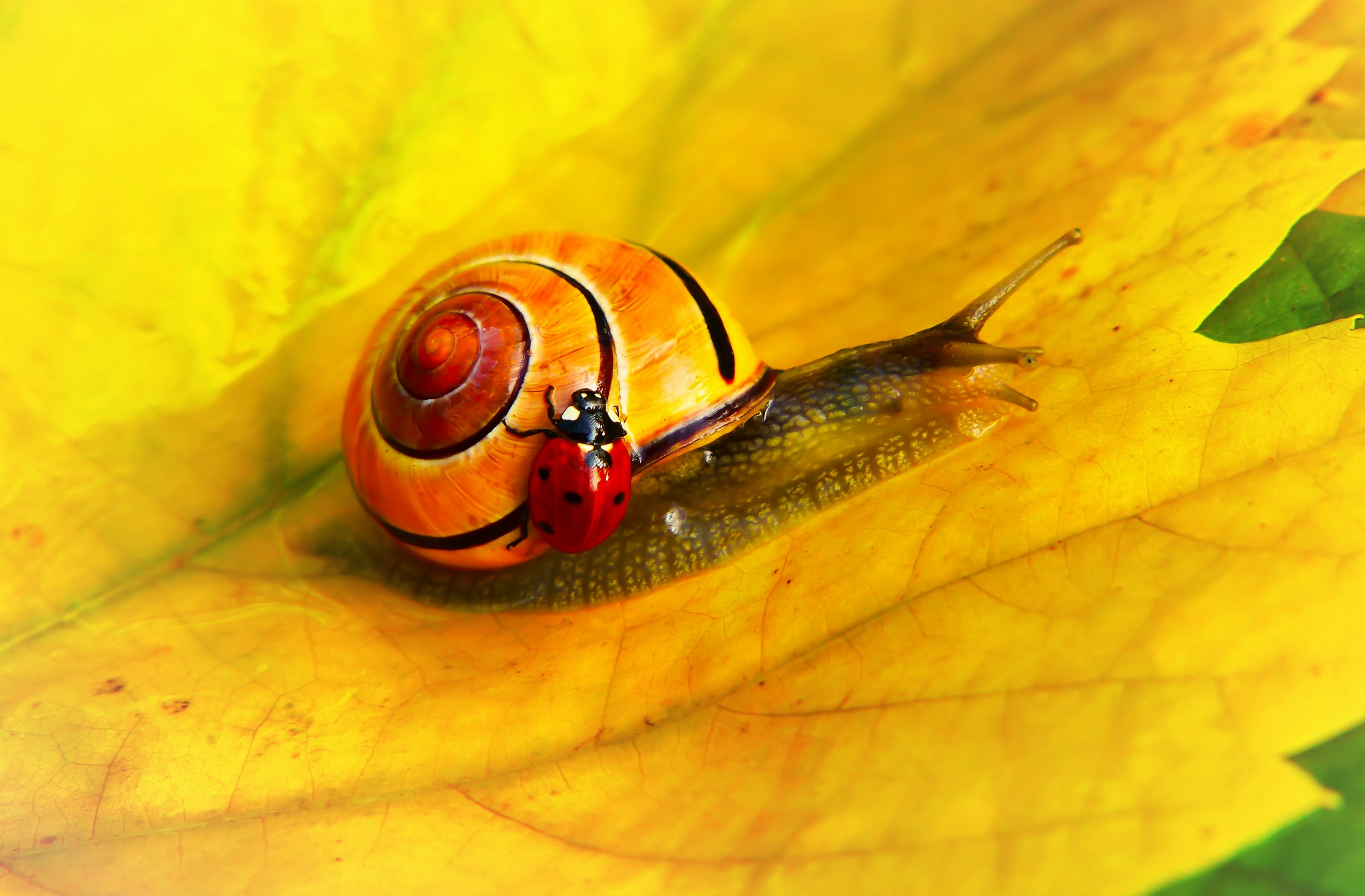 A snail exploring its surroundings
