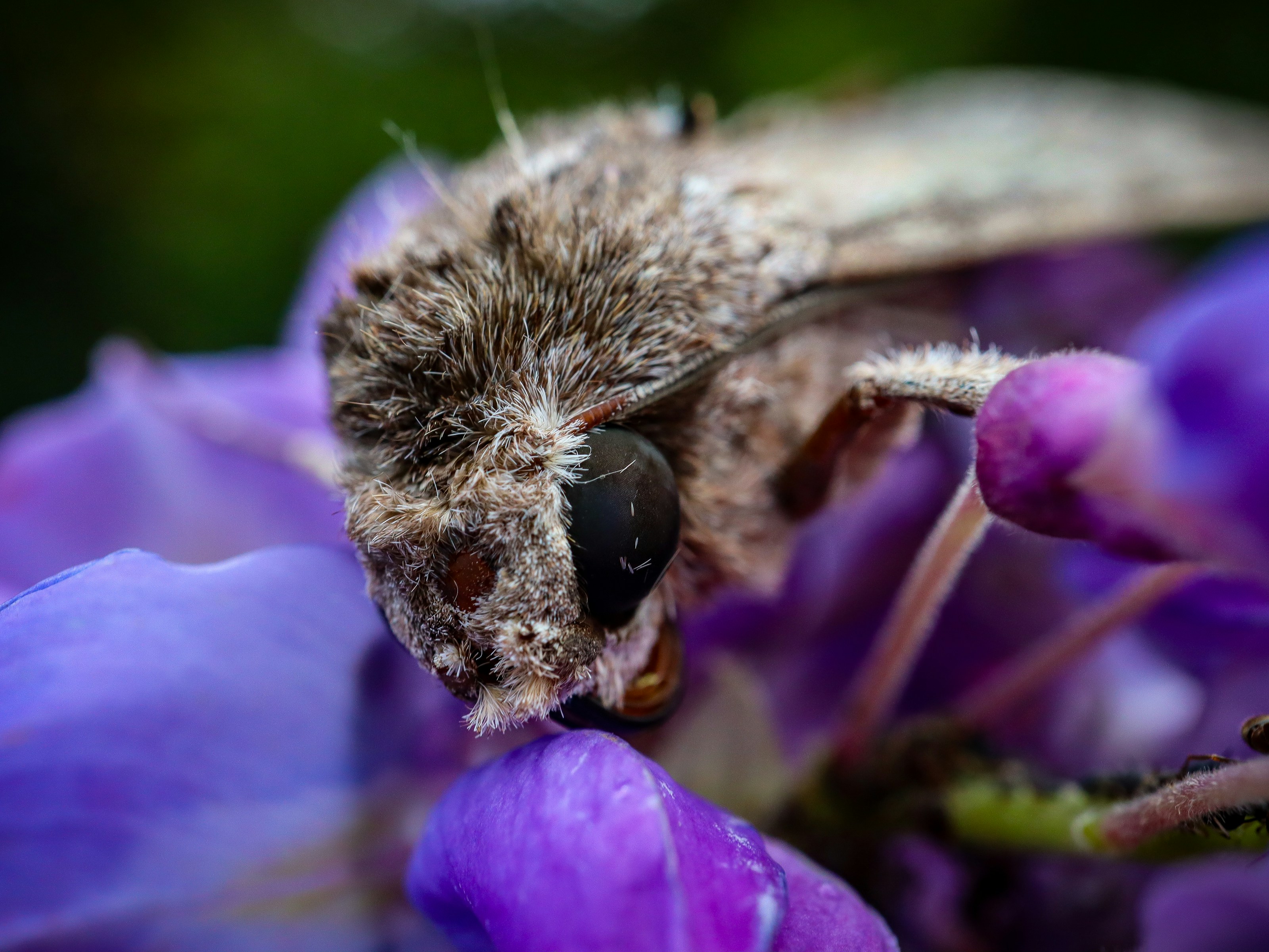 A close view of a moth on a flower