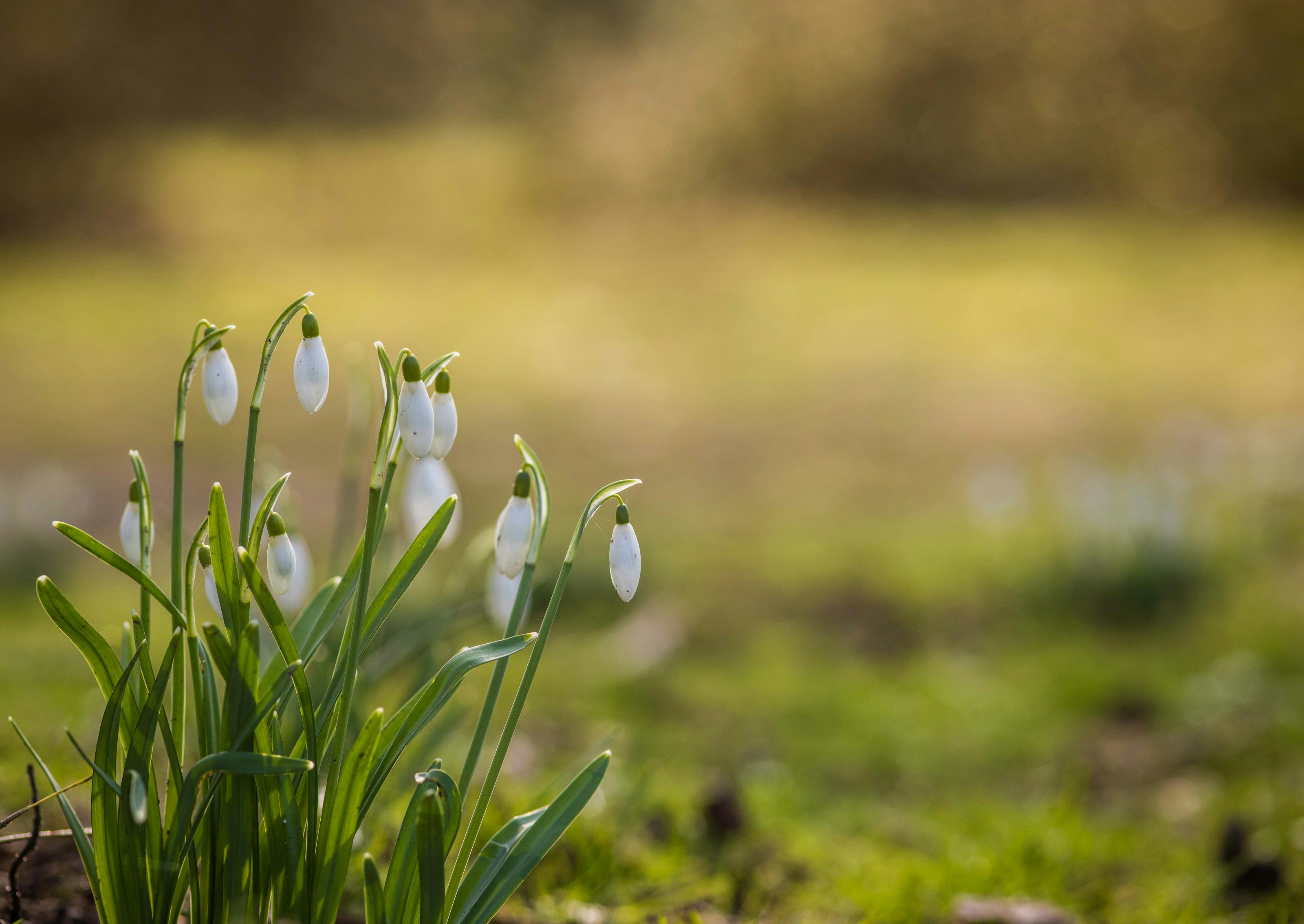 Snowdrops in flower