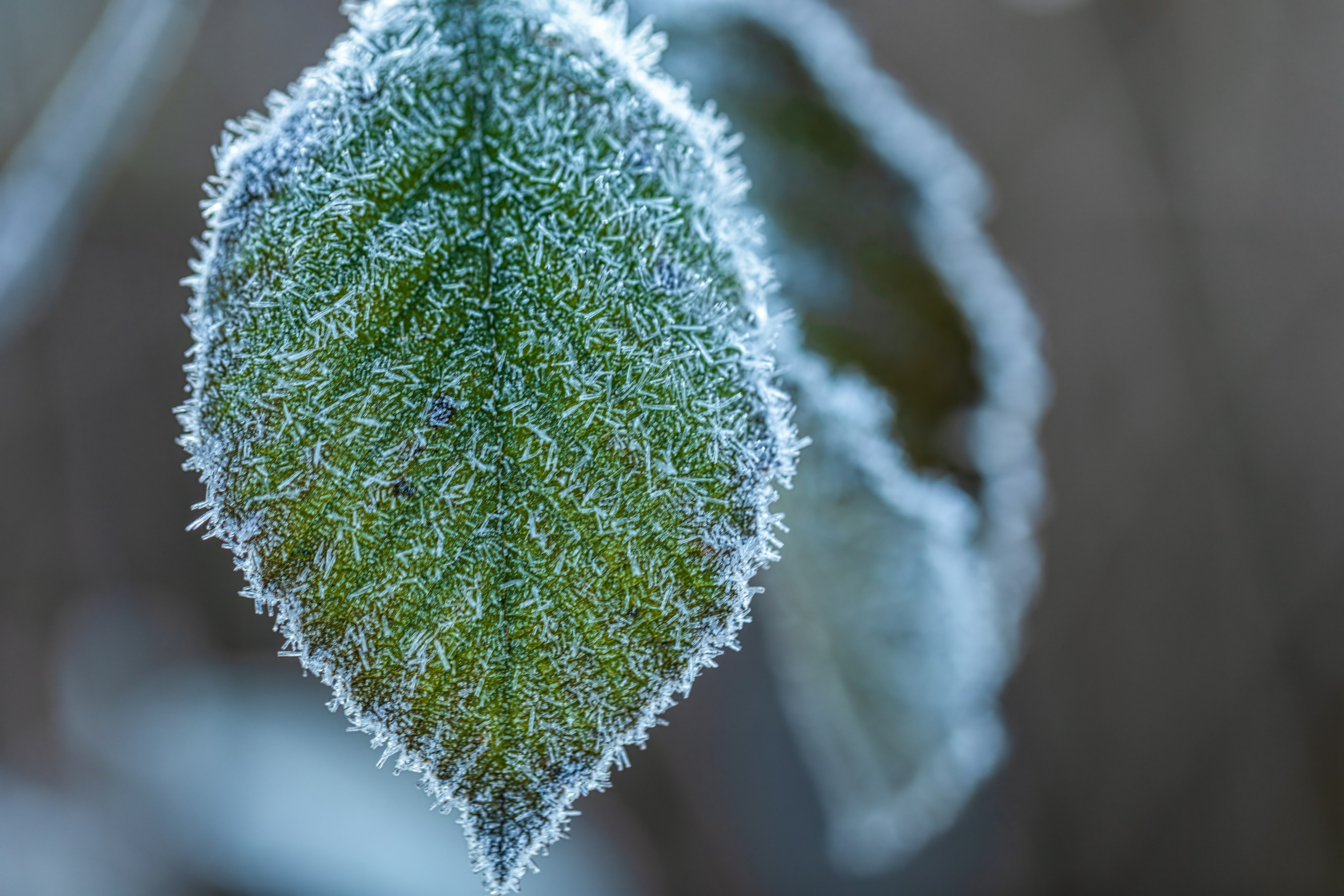 Frost on fallen leaves