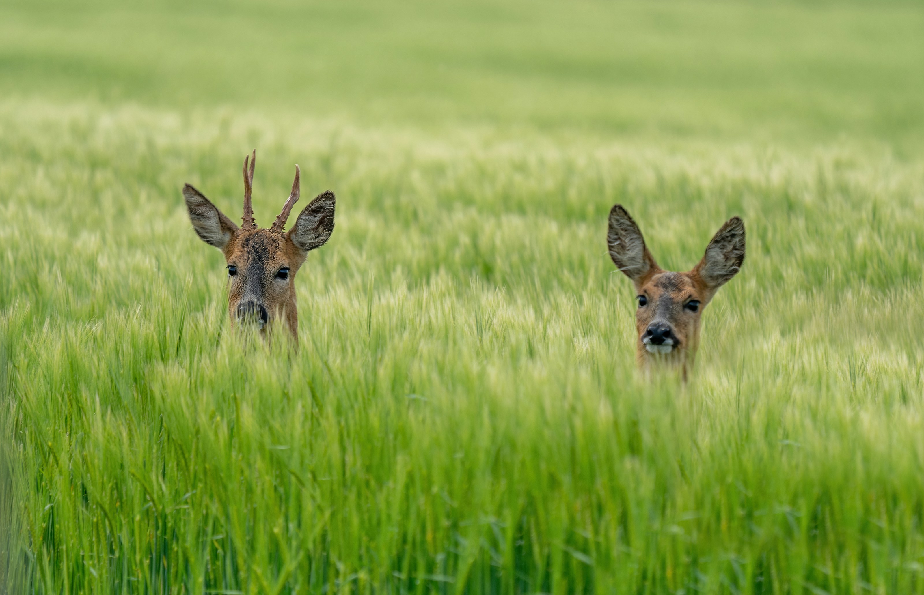 A roe deer in its habitat