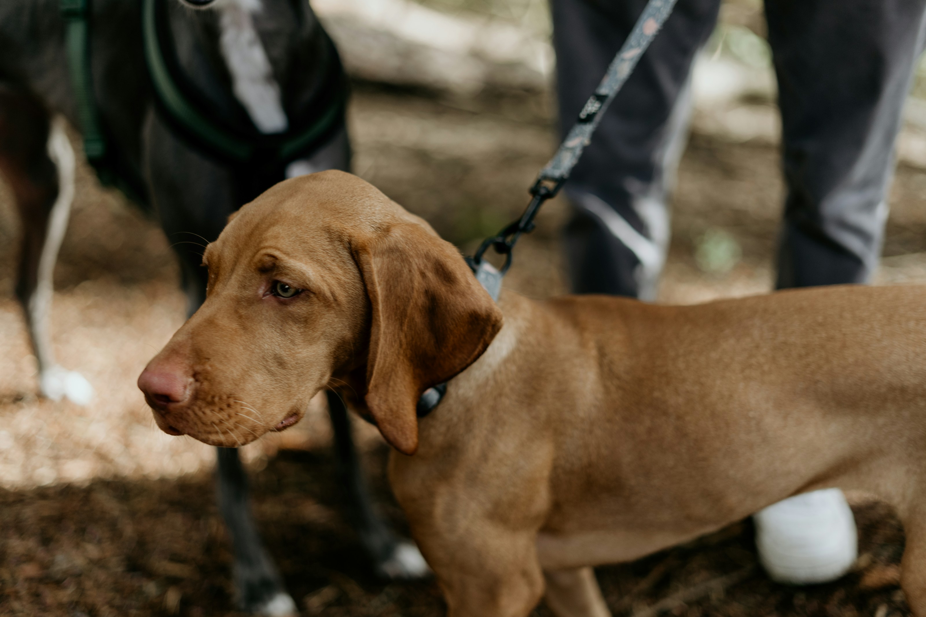 A dog on a lead during a woodland walk