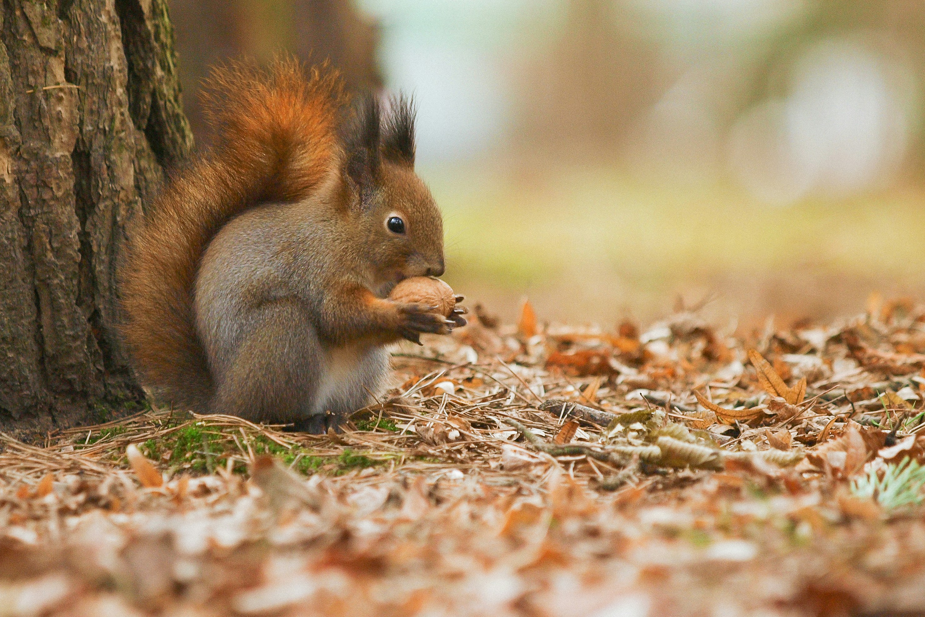 A red squirrel in woodland