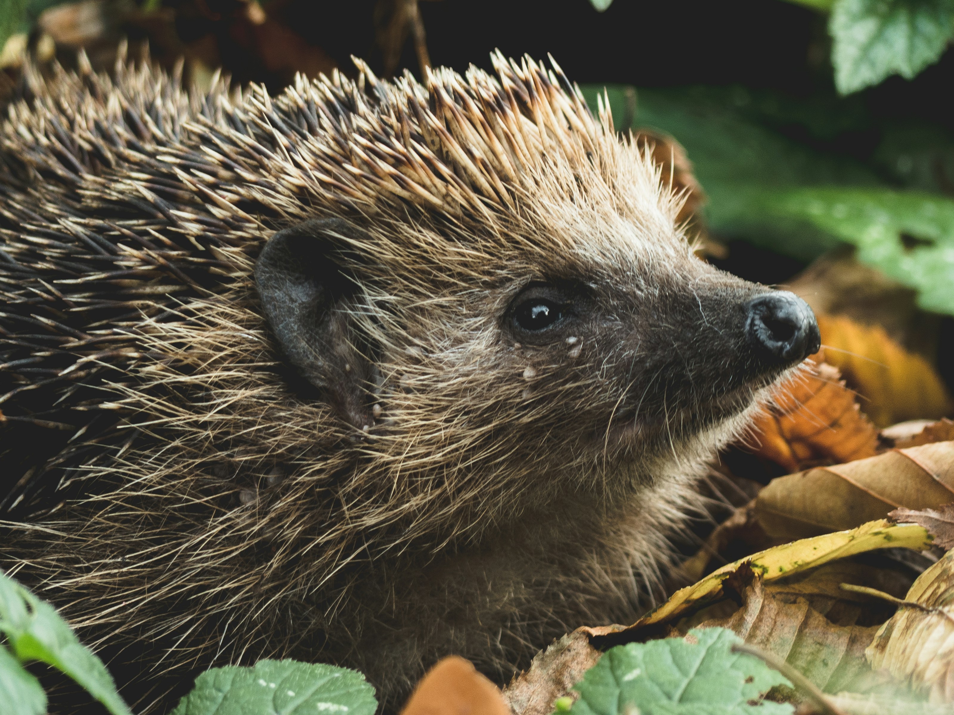 A hedgehog among leaves