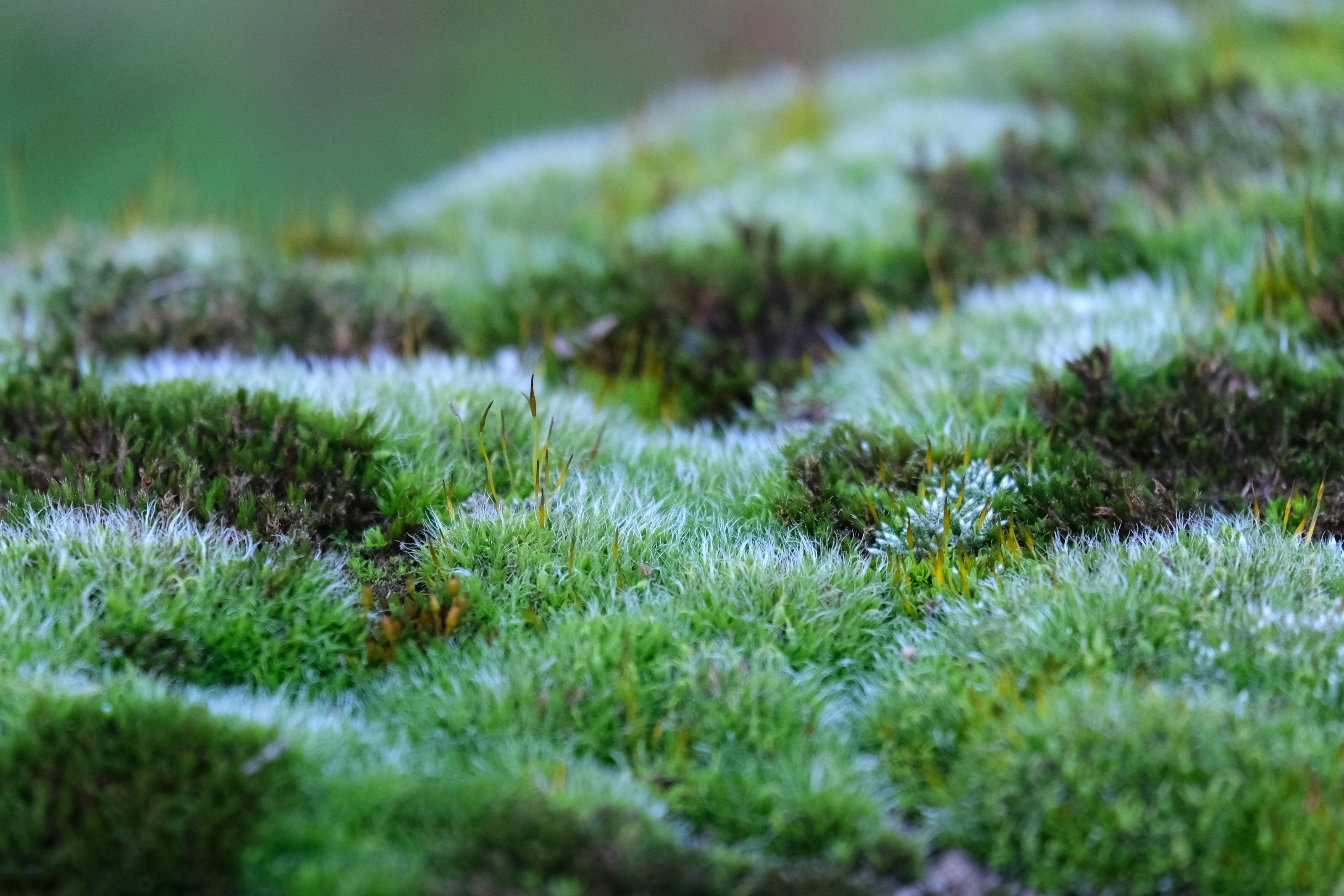 Green moss on the ground