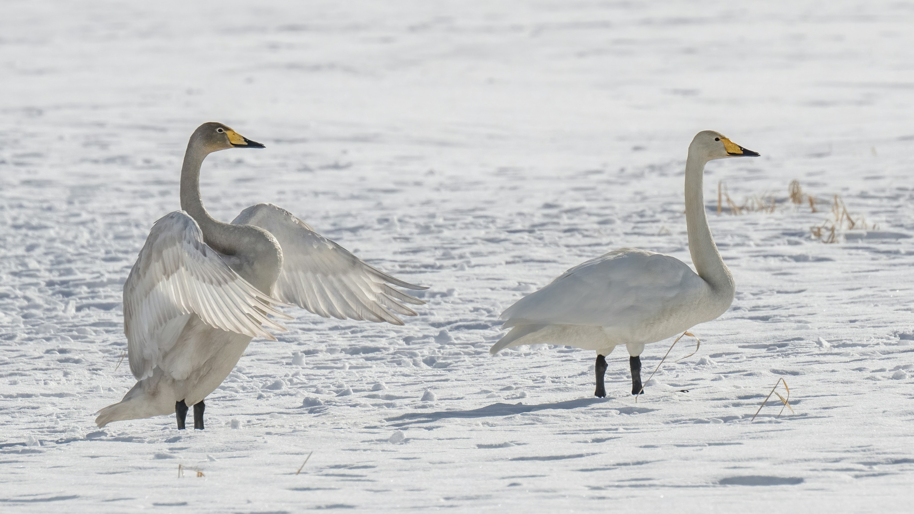 Whooper swans in winter