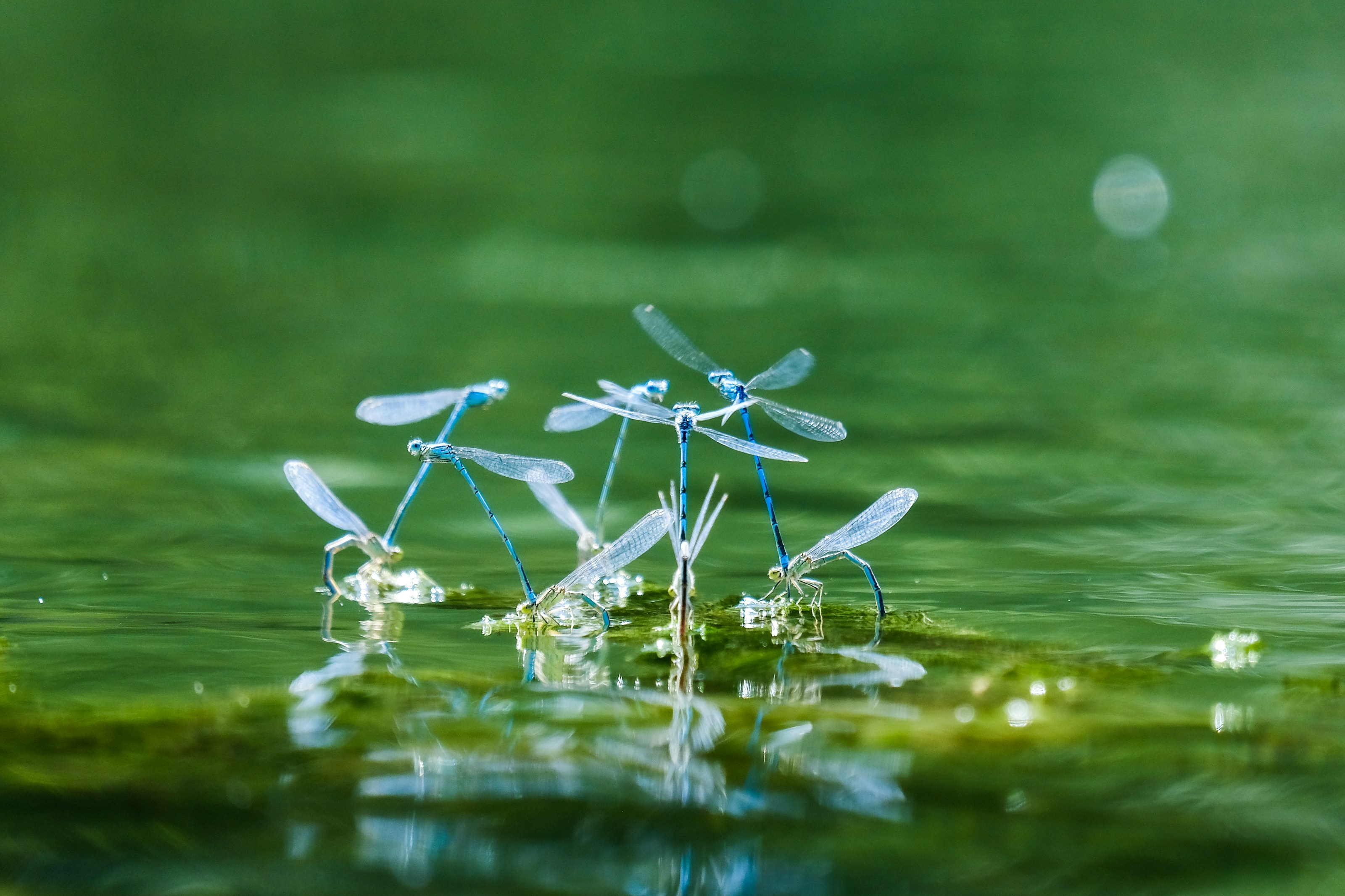 Damselflies above water