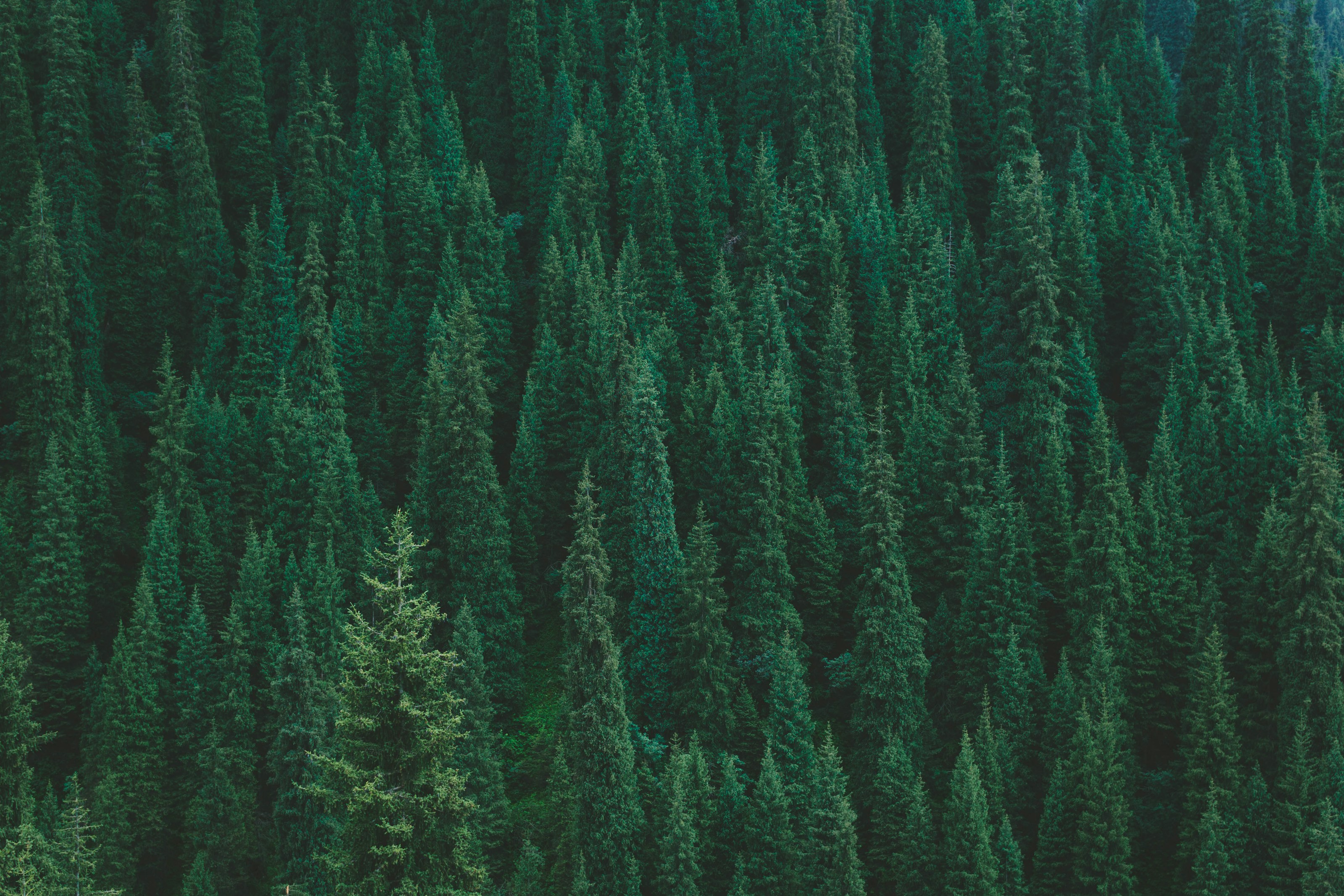 Tall conifer trees in woodland