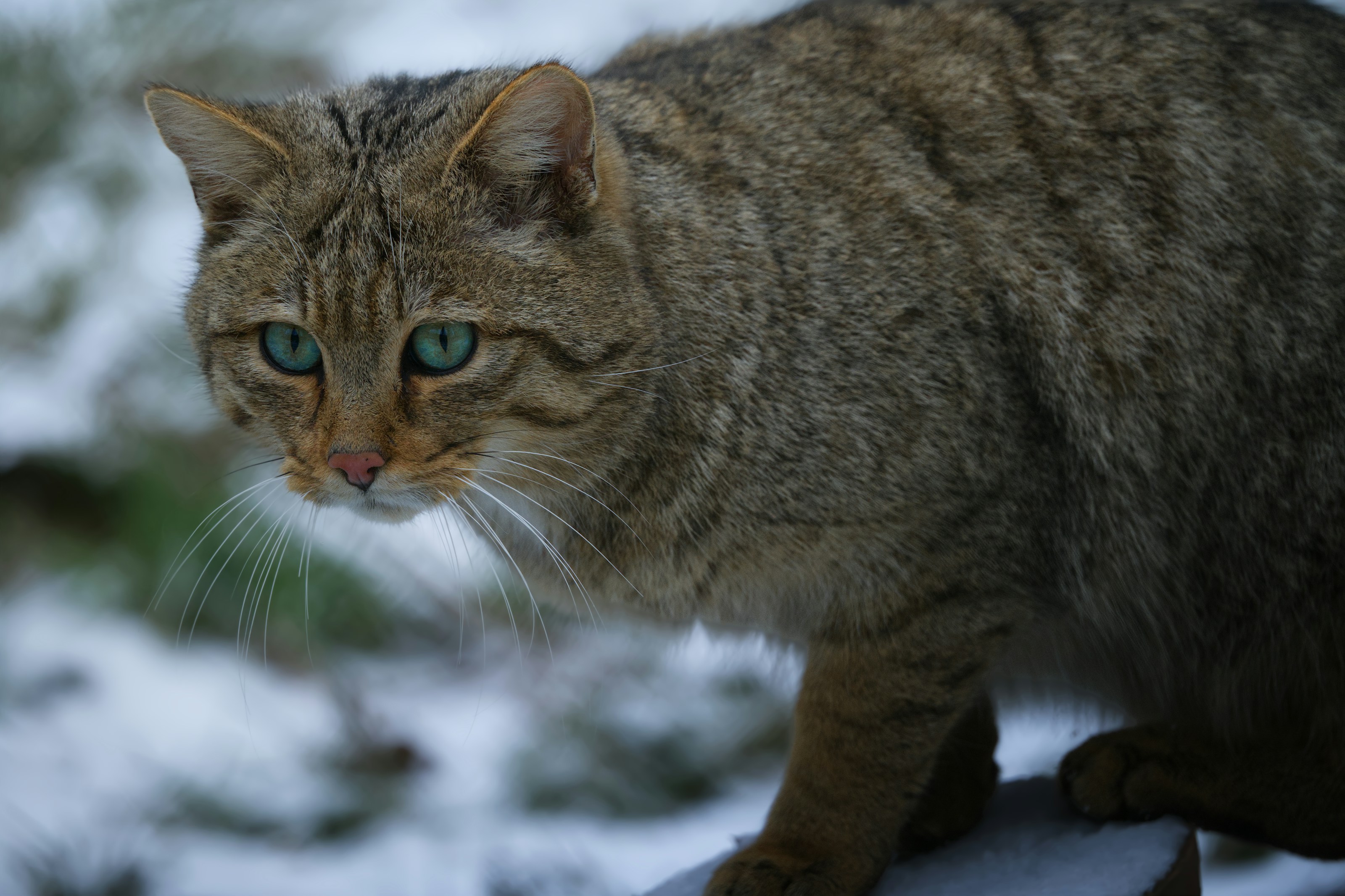 A European wildcat in snowy woodland