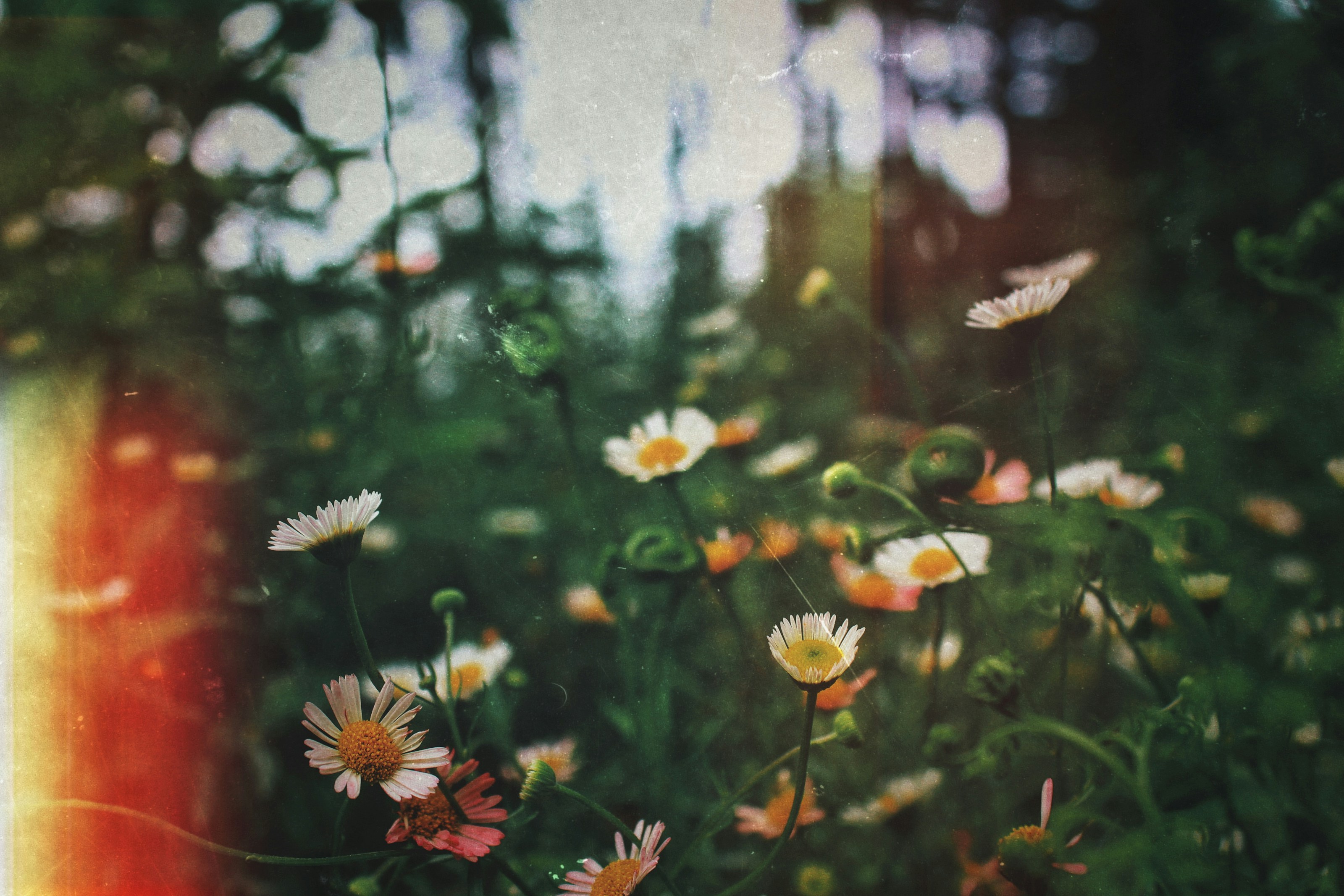 Wildflowers growing in a meadow