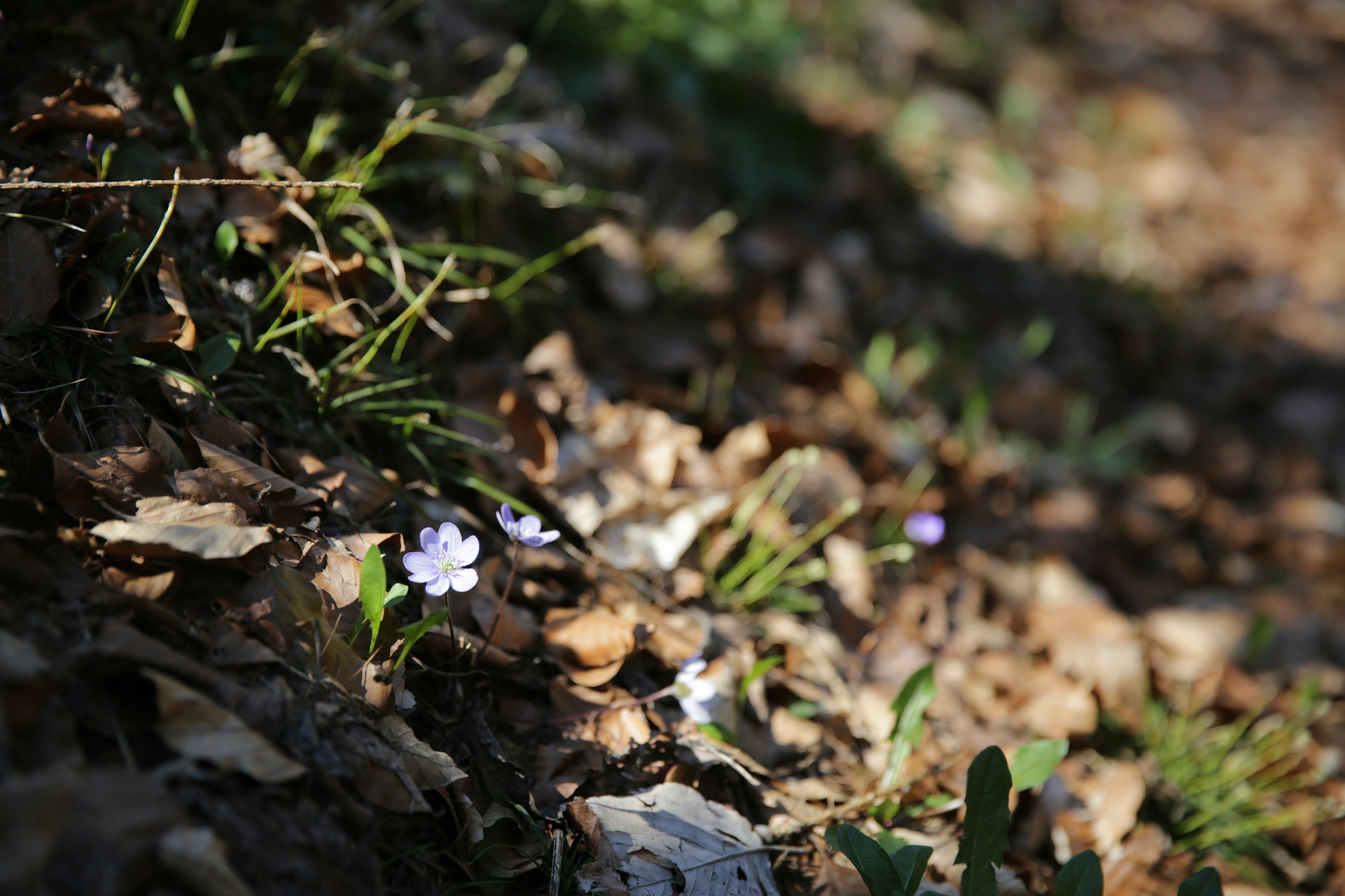 A small flower on the woodland floor