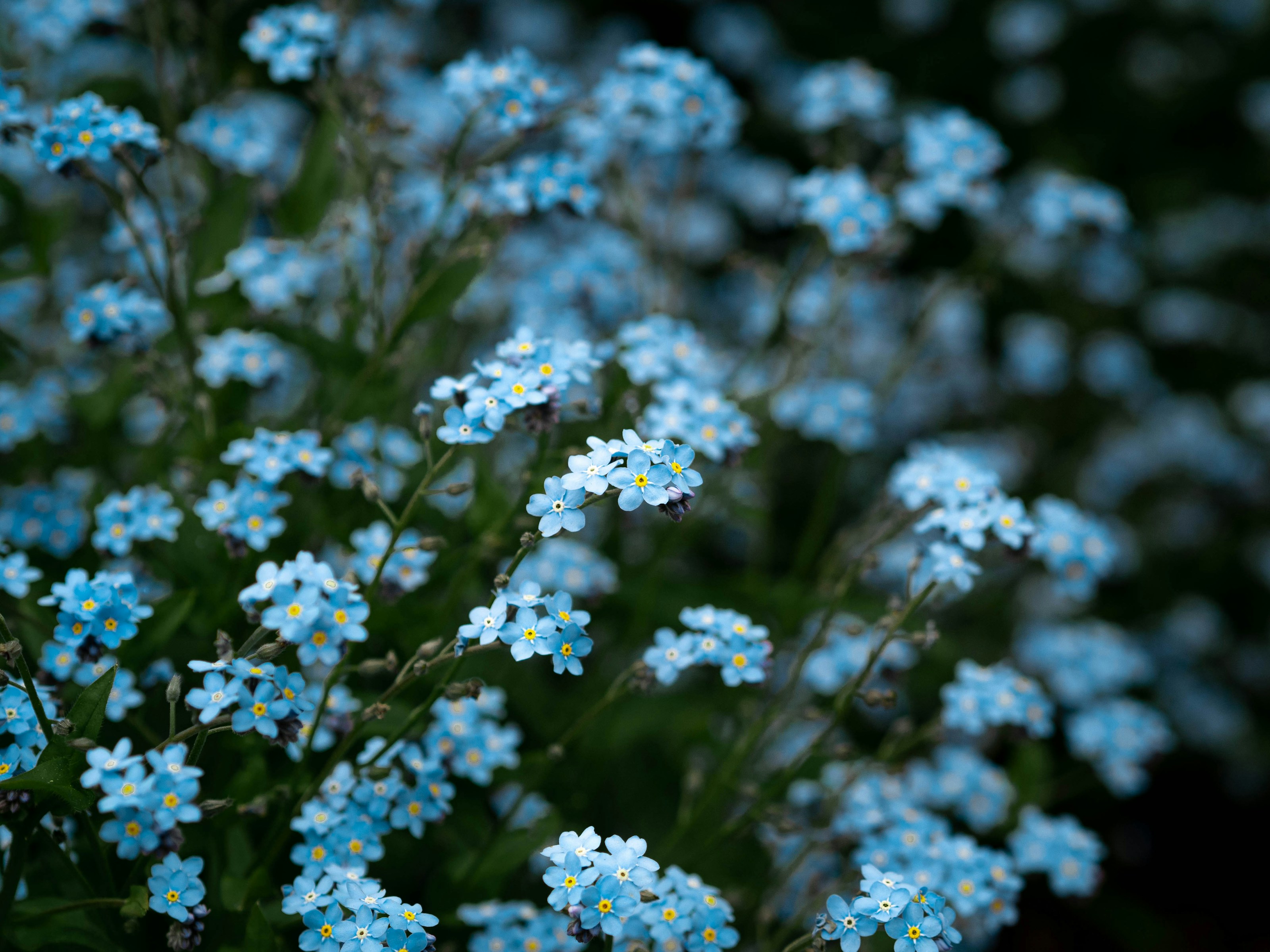 Forget-me-not flowers