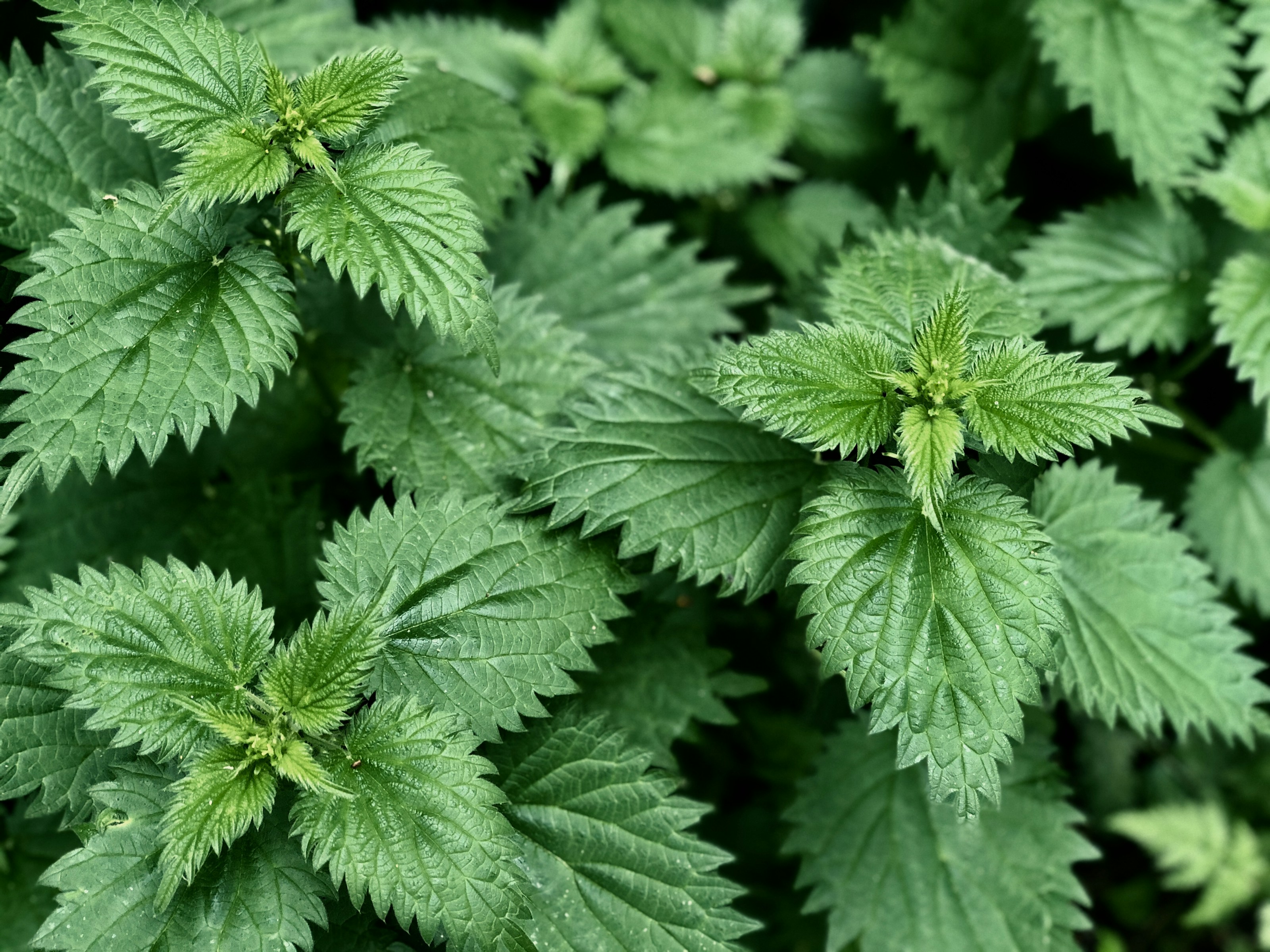 Green nettle leaves