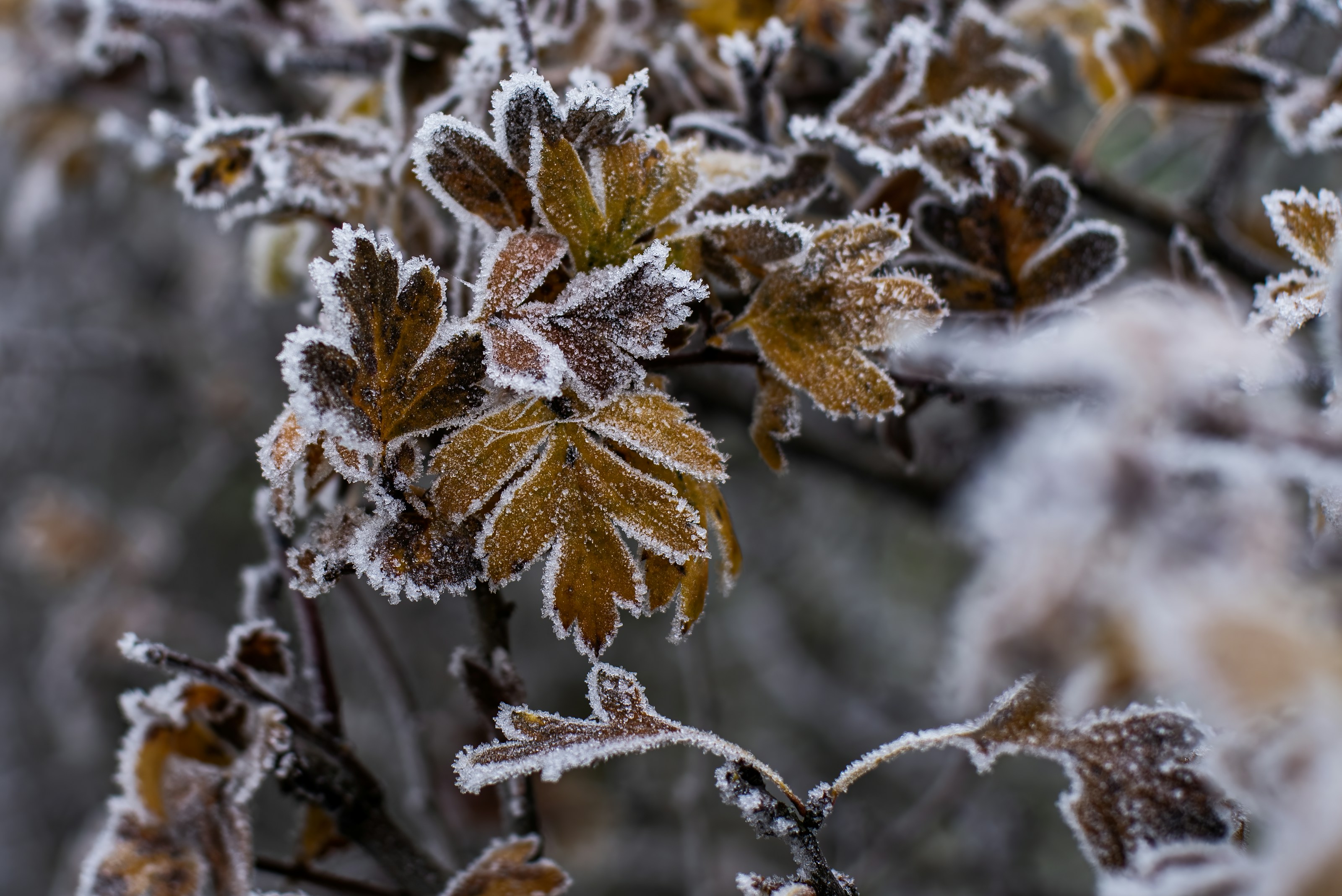 Frost on fallen leaves