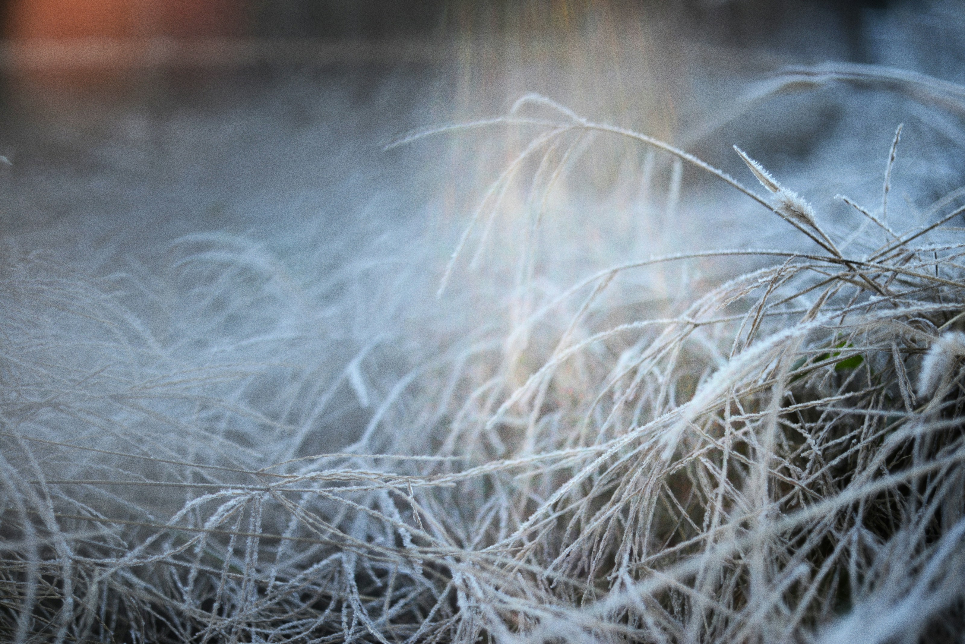 Frost on winter grass