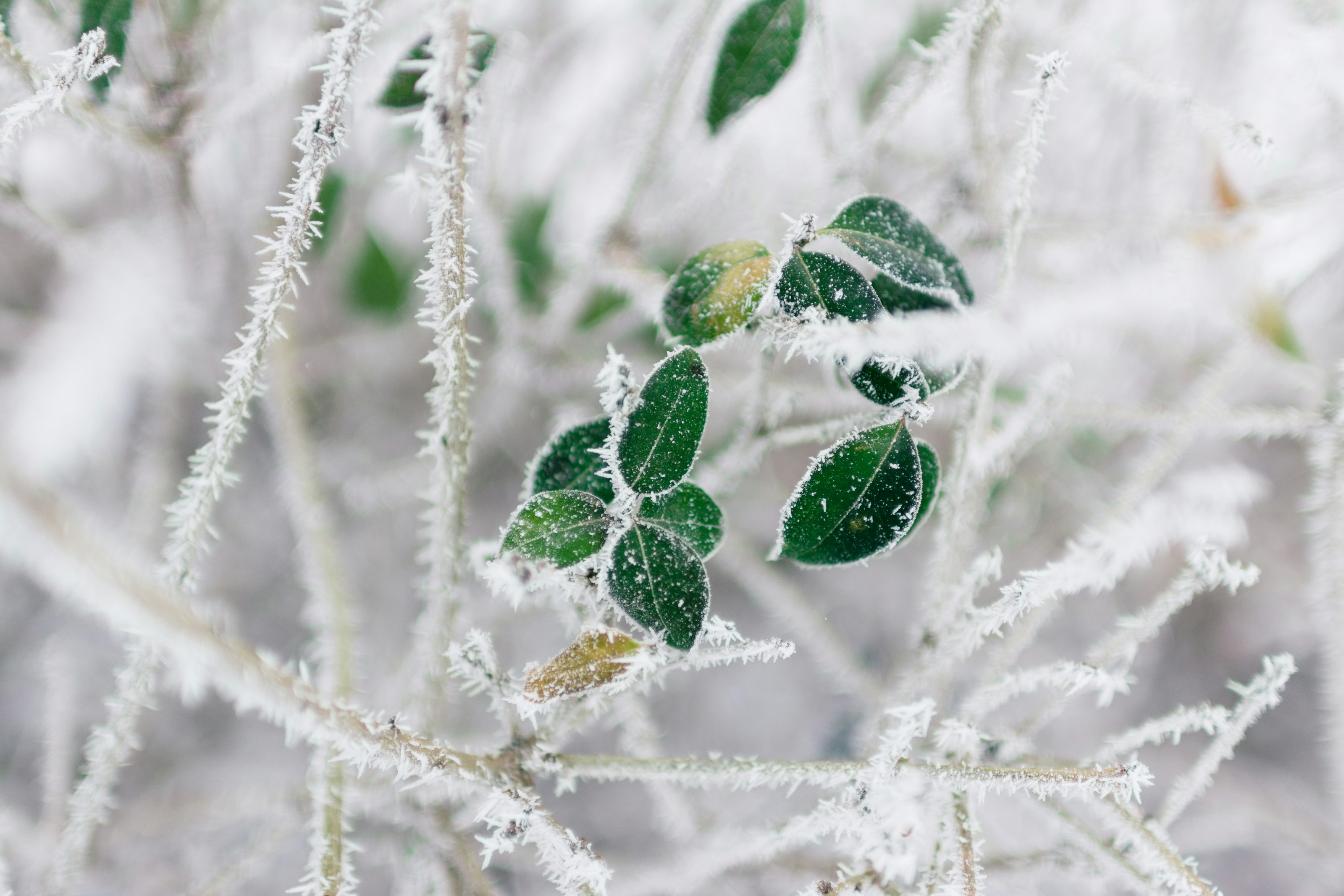 Frost on fallen leaves