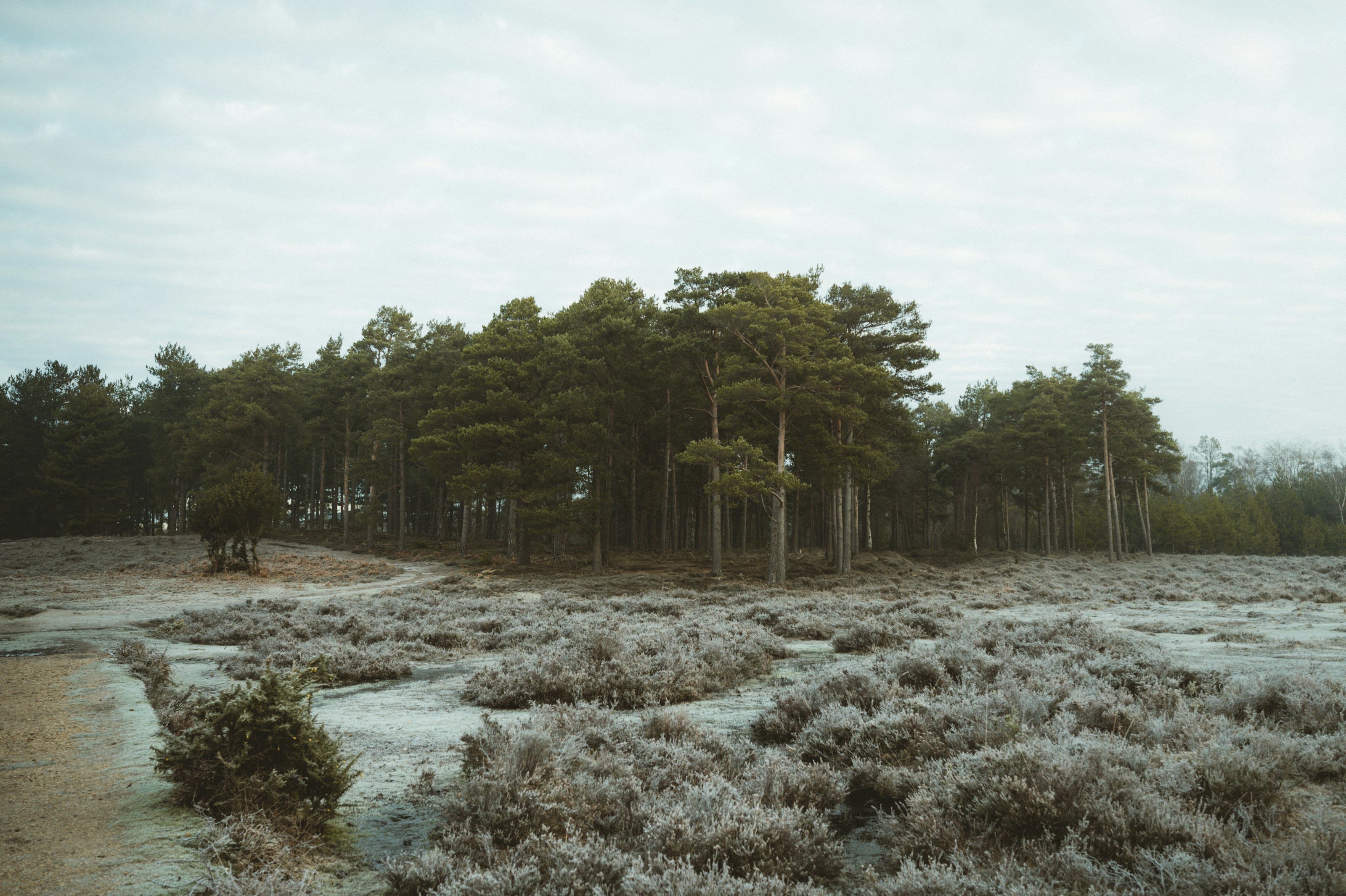 Trees in a wintry woodland