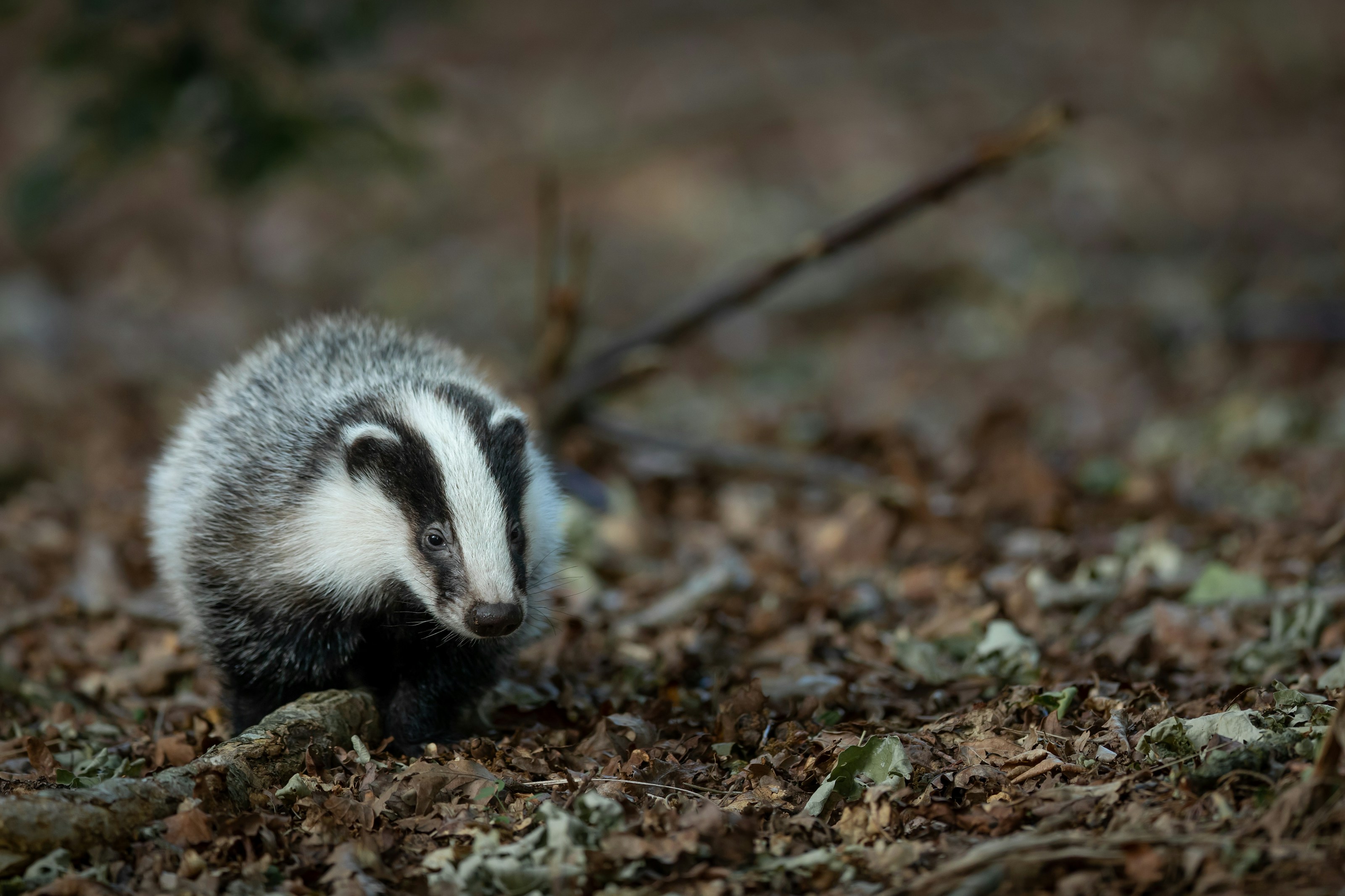 A European badger outdoors