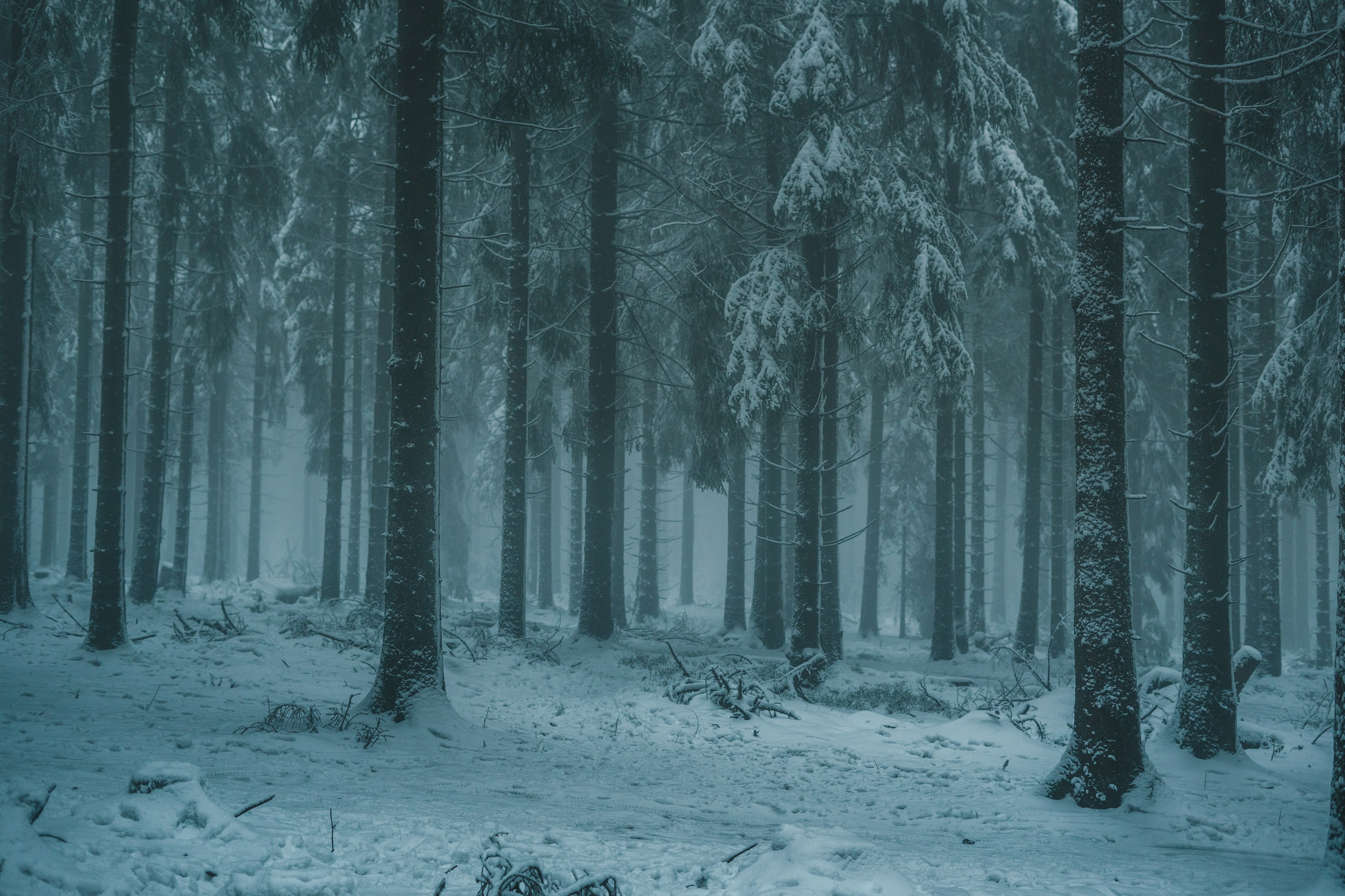Trees in a wintry woodland