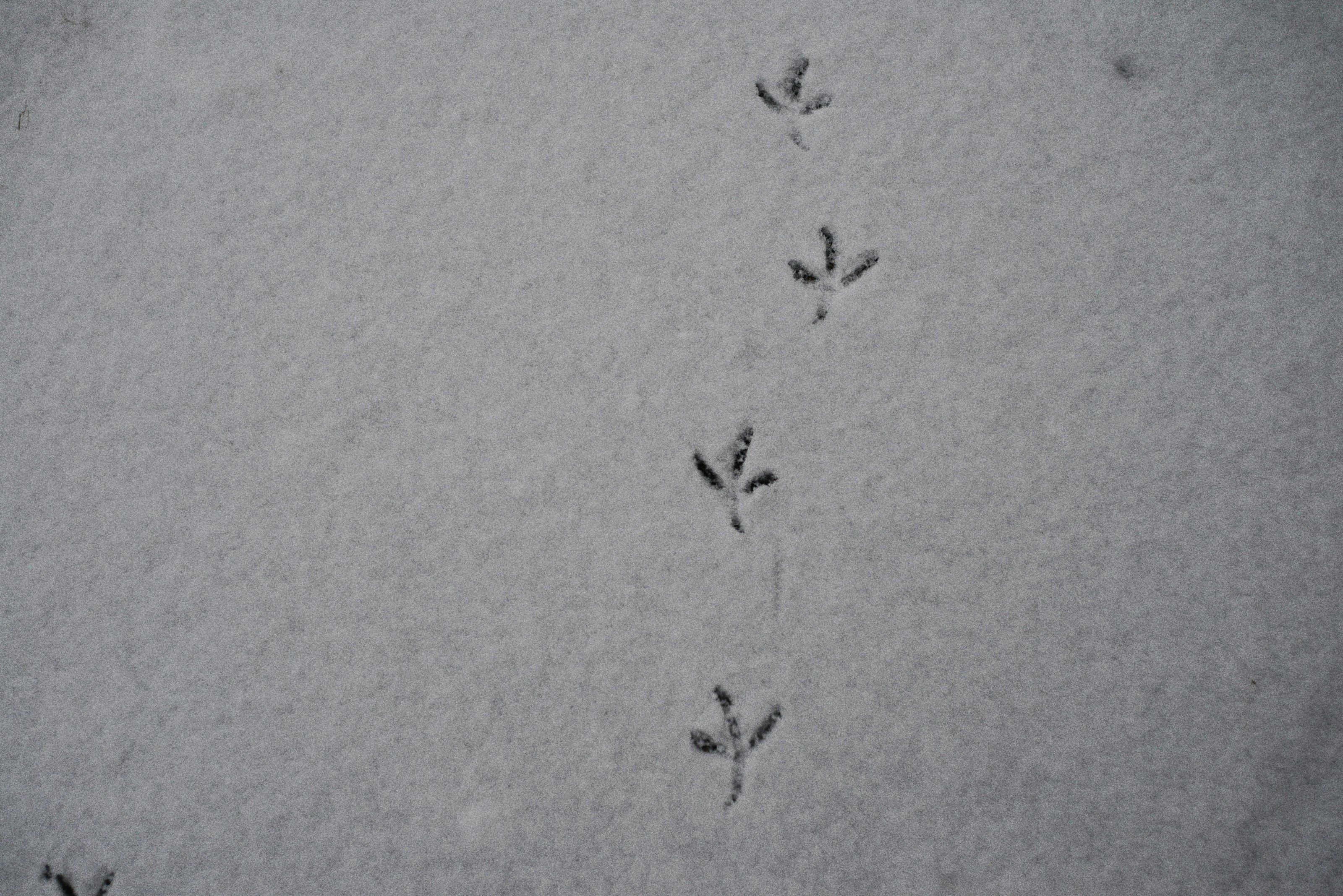 Bird tracks in fresh snow