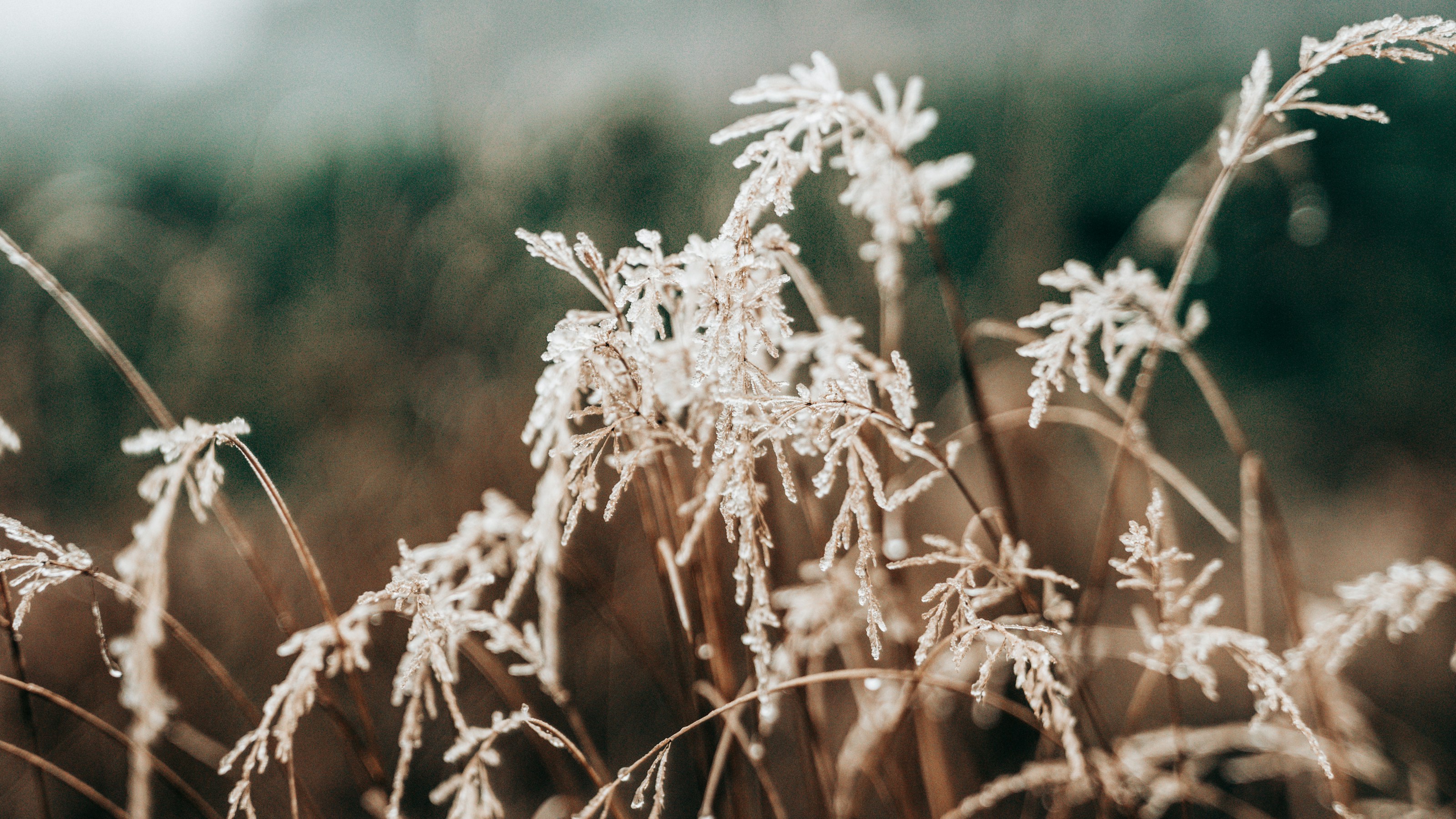 Frost on winter grass