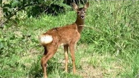 Video thumbnail: BAMBI - Wild ROE DEER Fawn