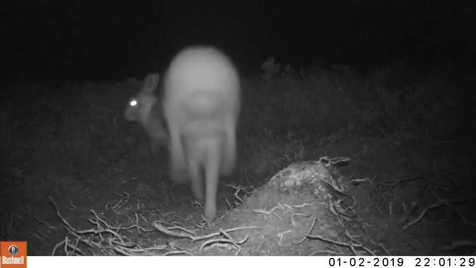 Video thumbnail: Two Adult White Hares