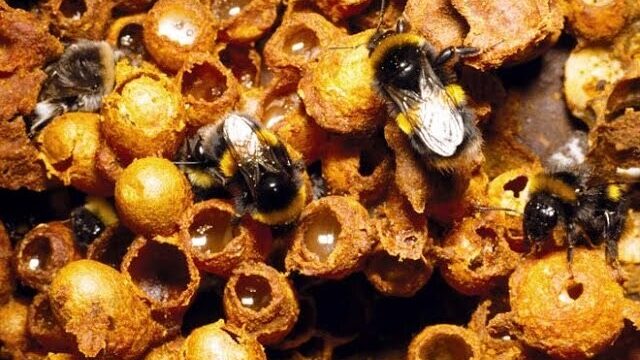 Video thumbnail: Look Inside A Bumblebee Nest