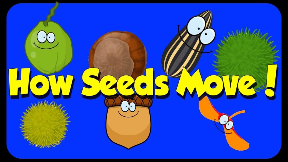 Video thumbnail: How Are Seeds Spread?