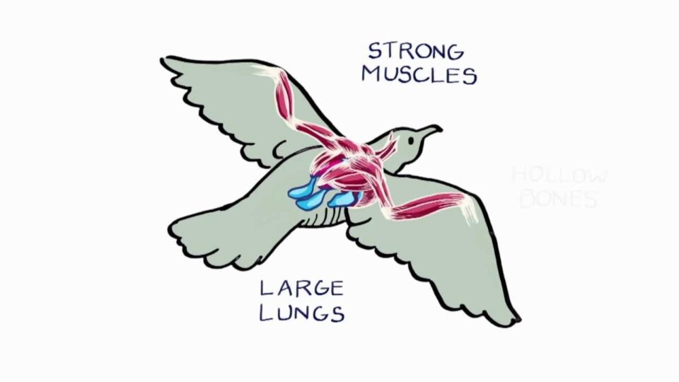 Video thumbnail: How Do Birds Fly?