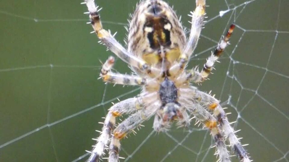 Video thumbnail: Spider Web Construction In Slow Motion