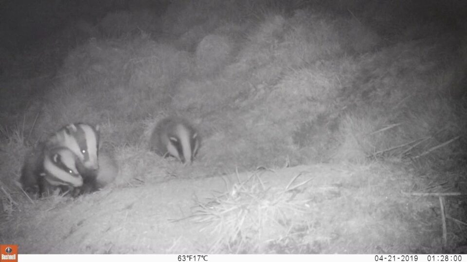 Video thumbnail: Badger - Mum with 3 Cubs