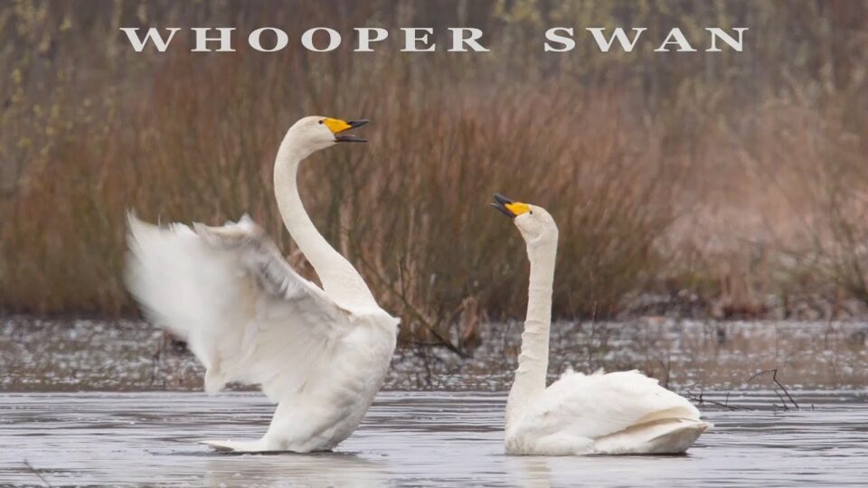 Video thumbnail: Whooper Swans - Singing, Dancing and Flying Birds