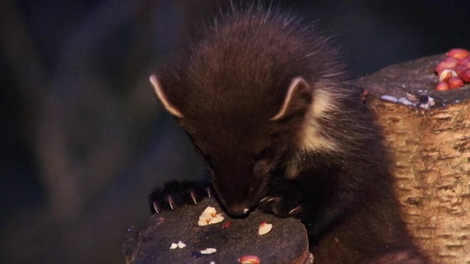 Video thumbnail: Pine Marten Kits