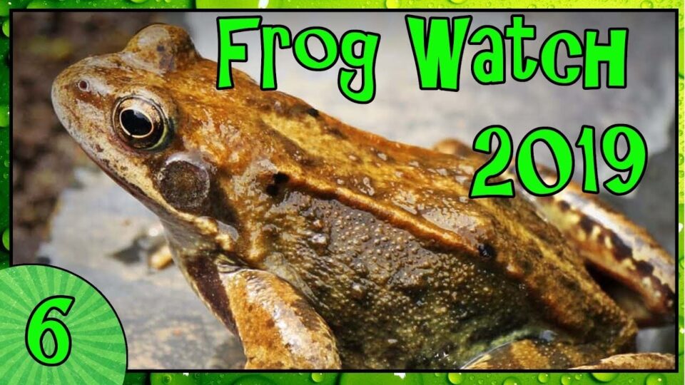 Video thumbnail: Frogs and Toads of the UK
