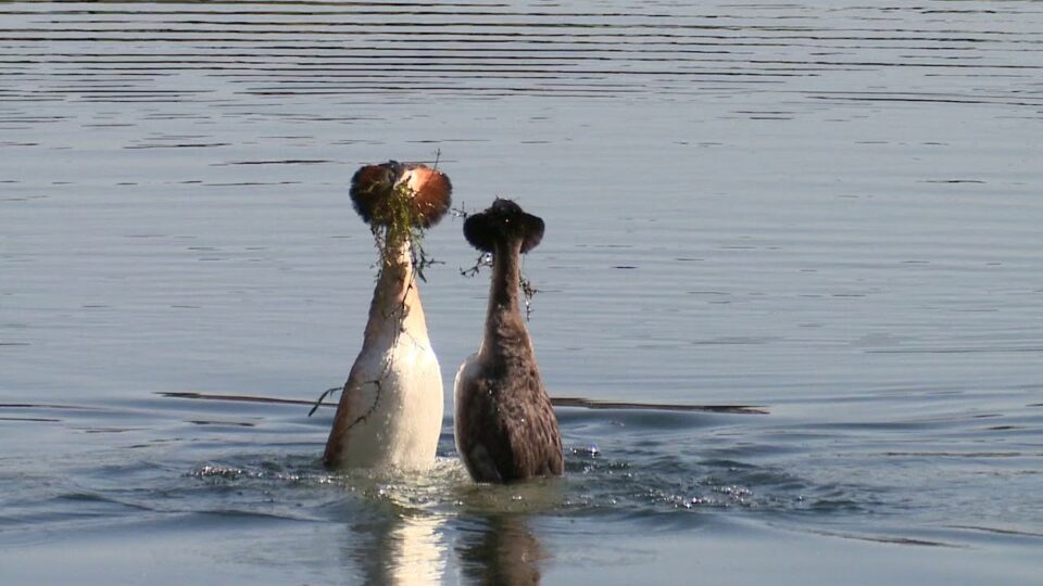 Video thumbnail: Great Crested Grebes Courtship Dance