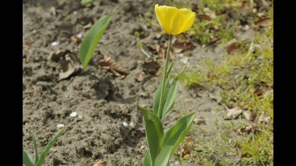 Video thumbnail: Tulip Growing - 22 Day Time Lapse